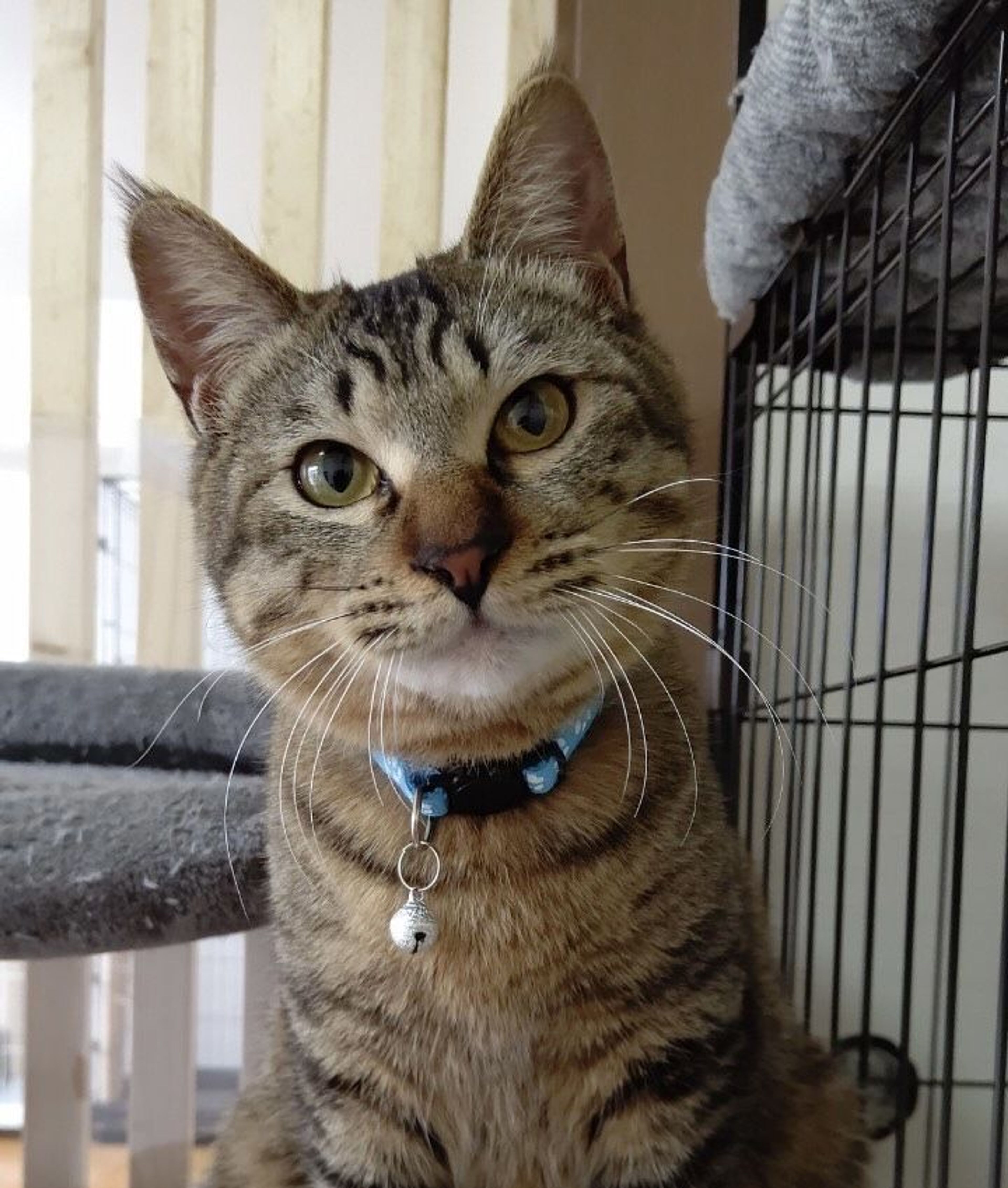 pet-image-5