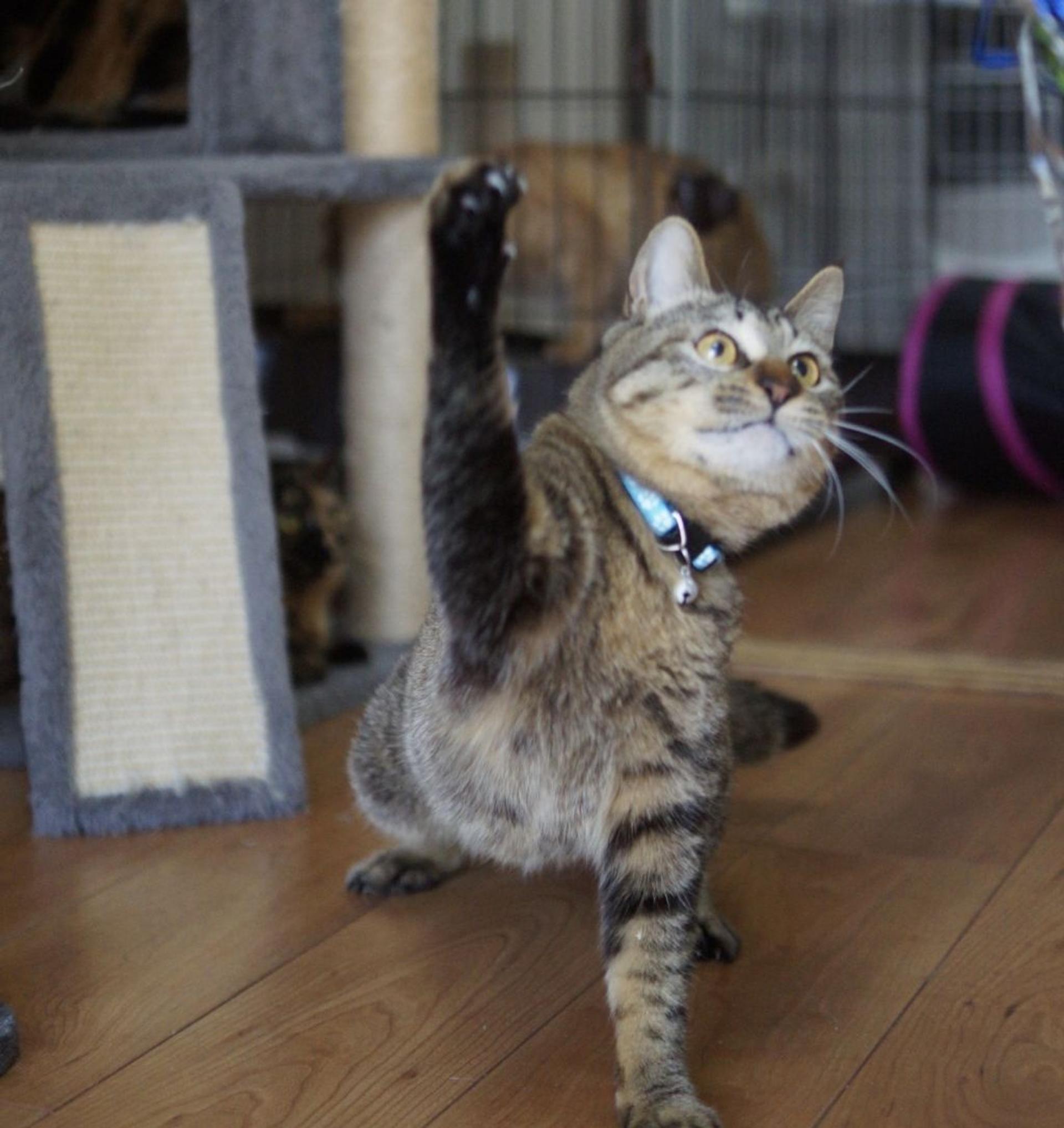 pet-image-6
