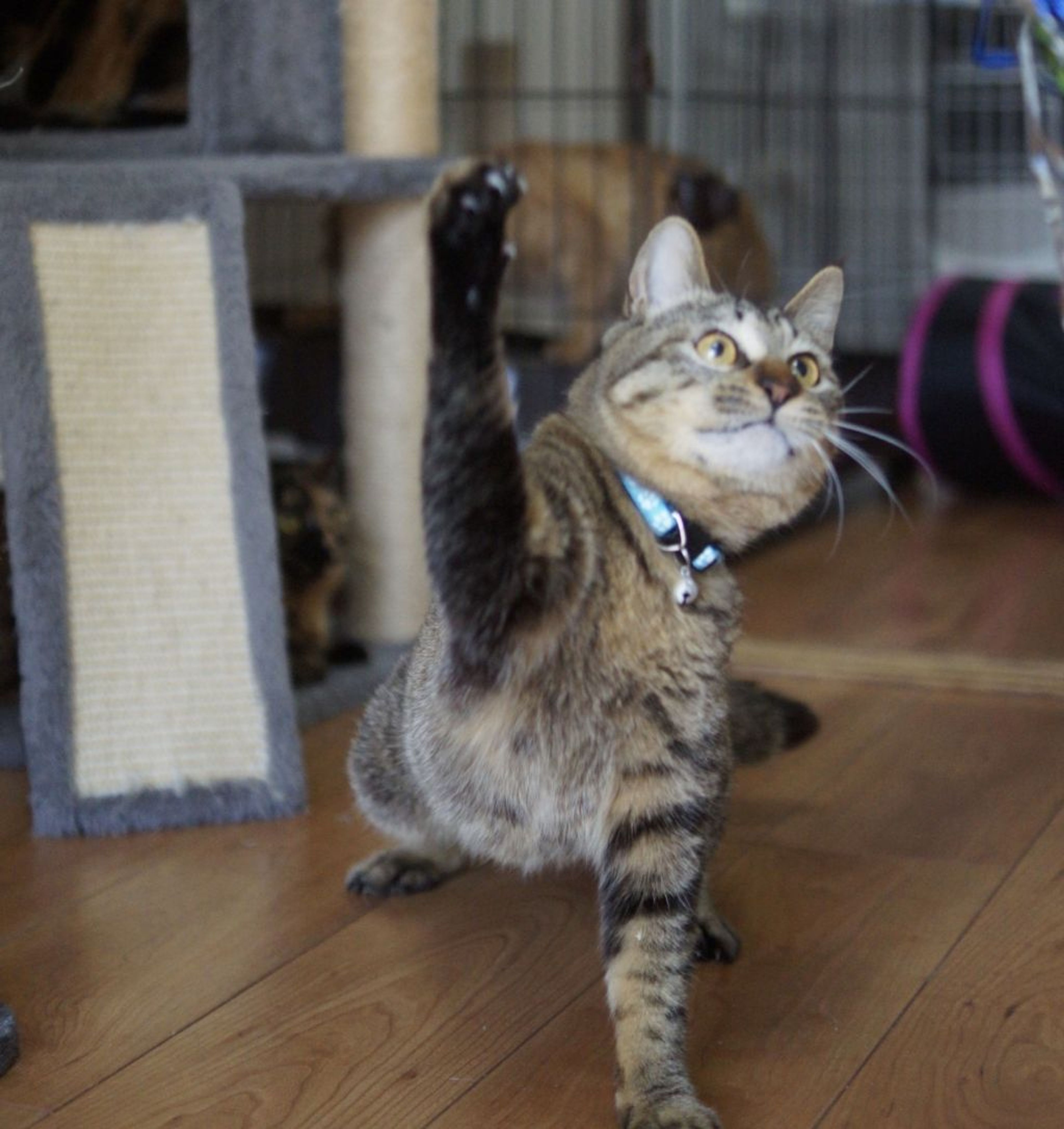 pet-image-6