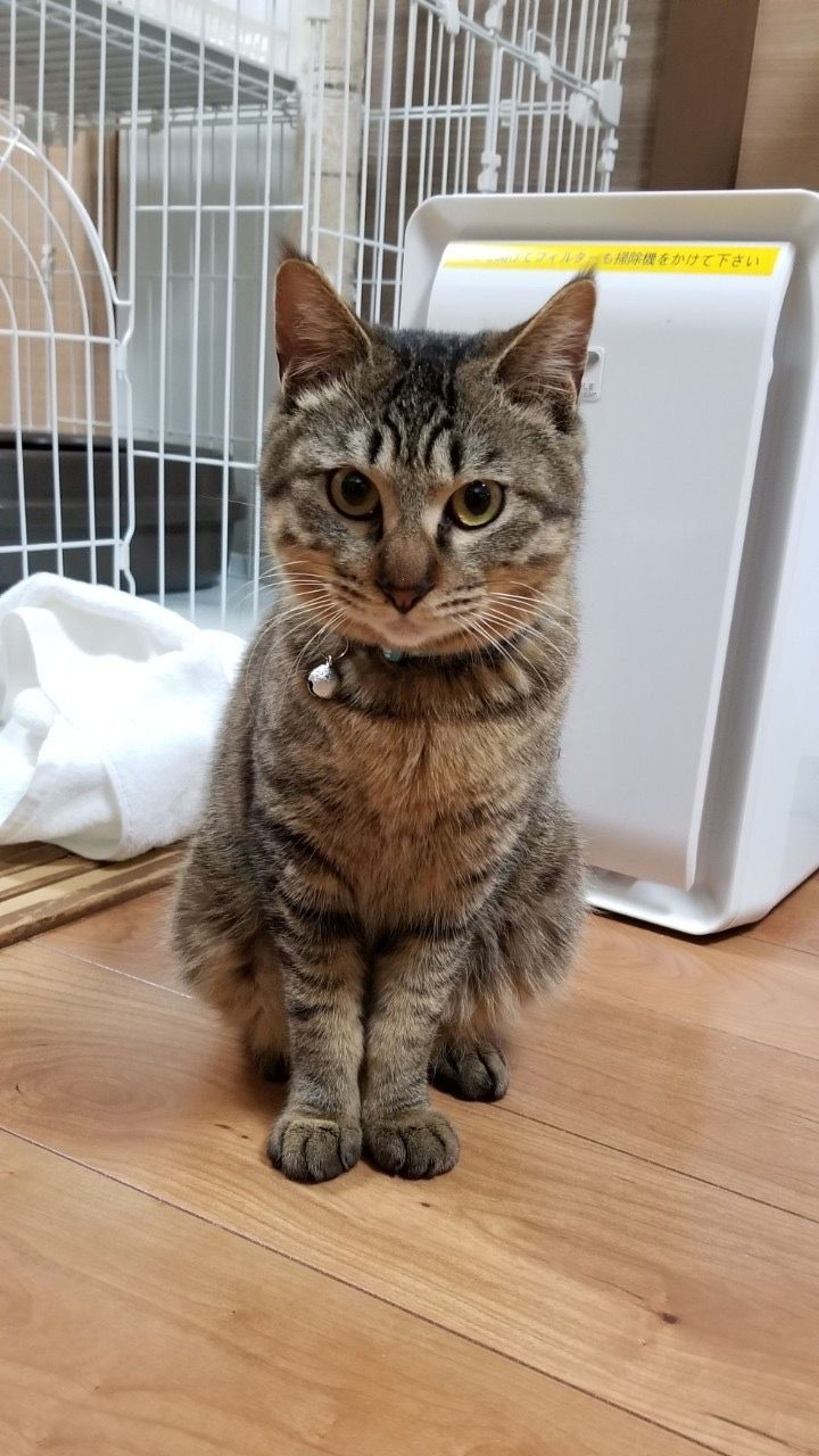 pet-image-8