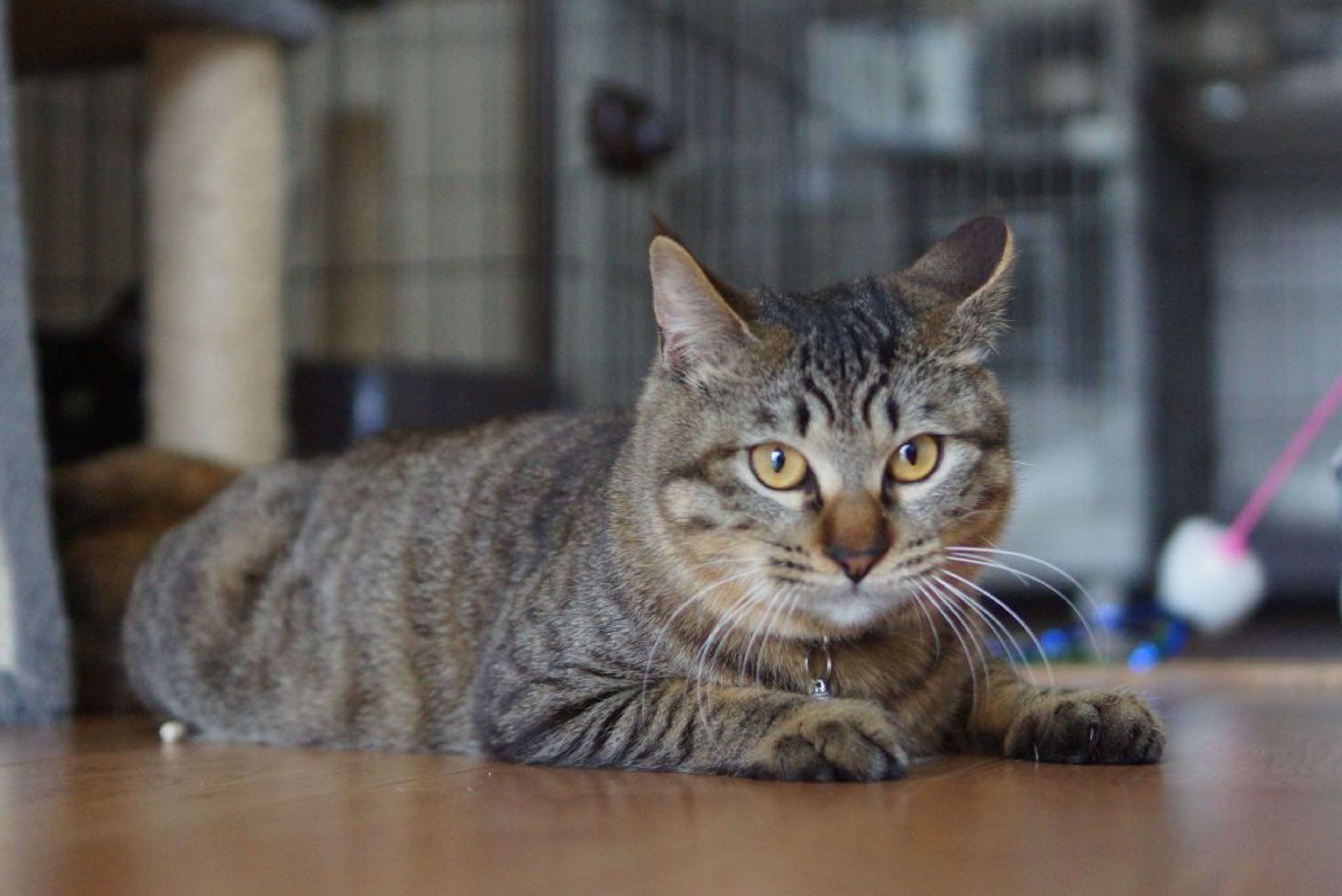 pet-image-9