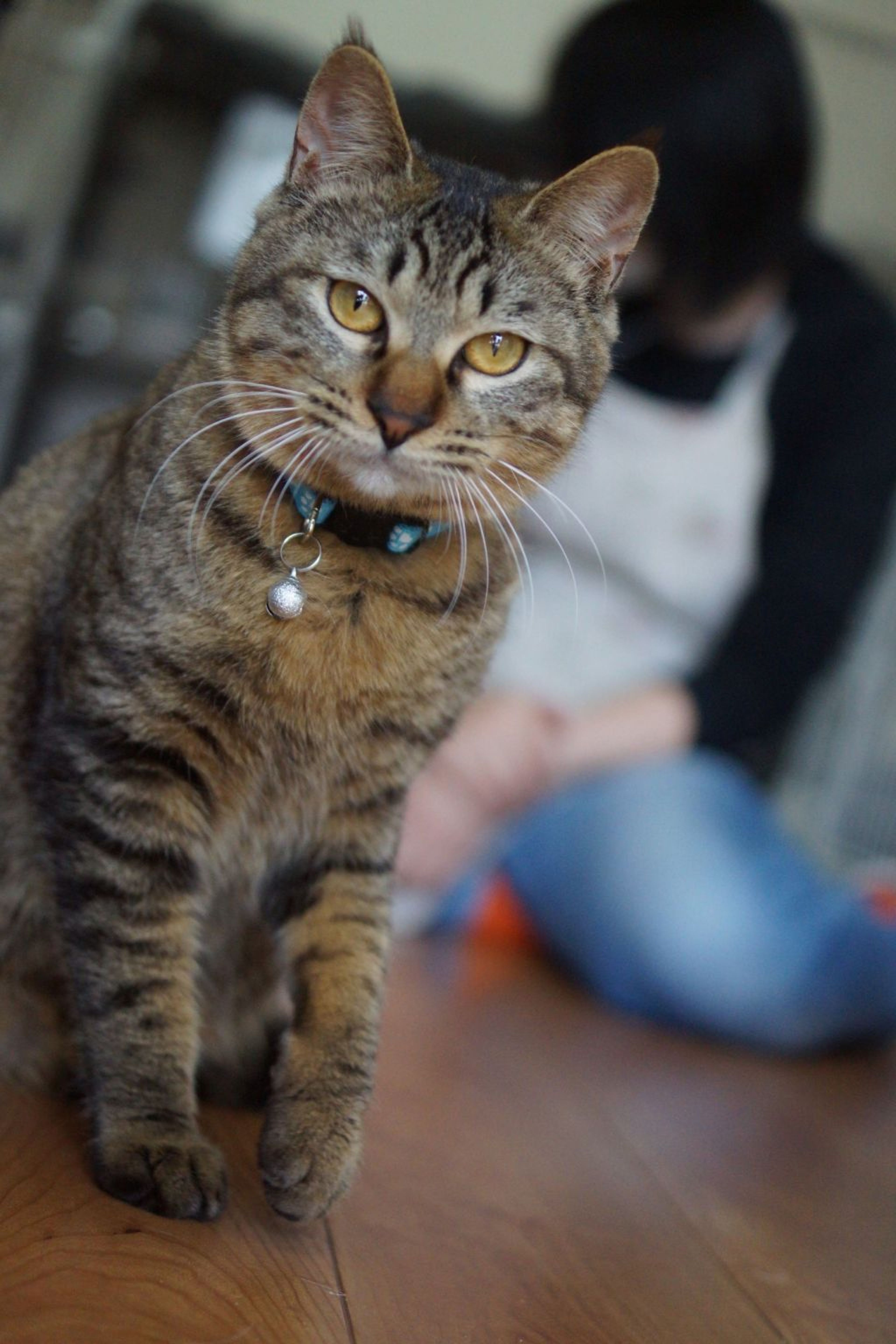pet-image-10