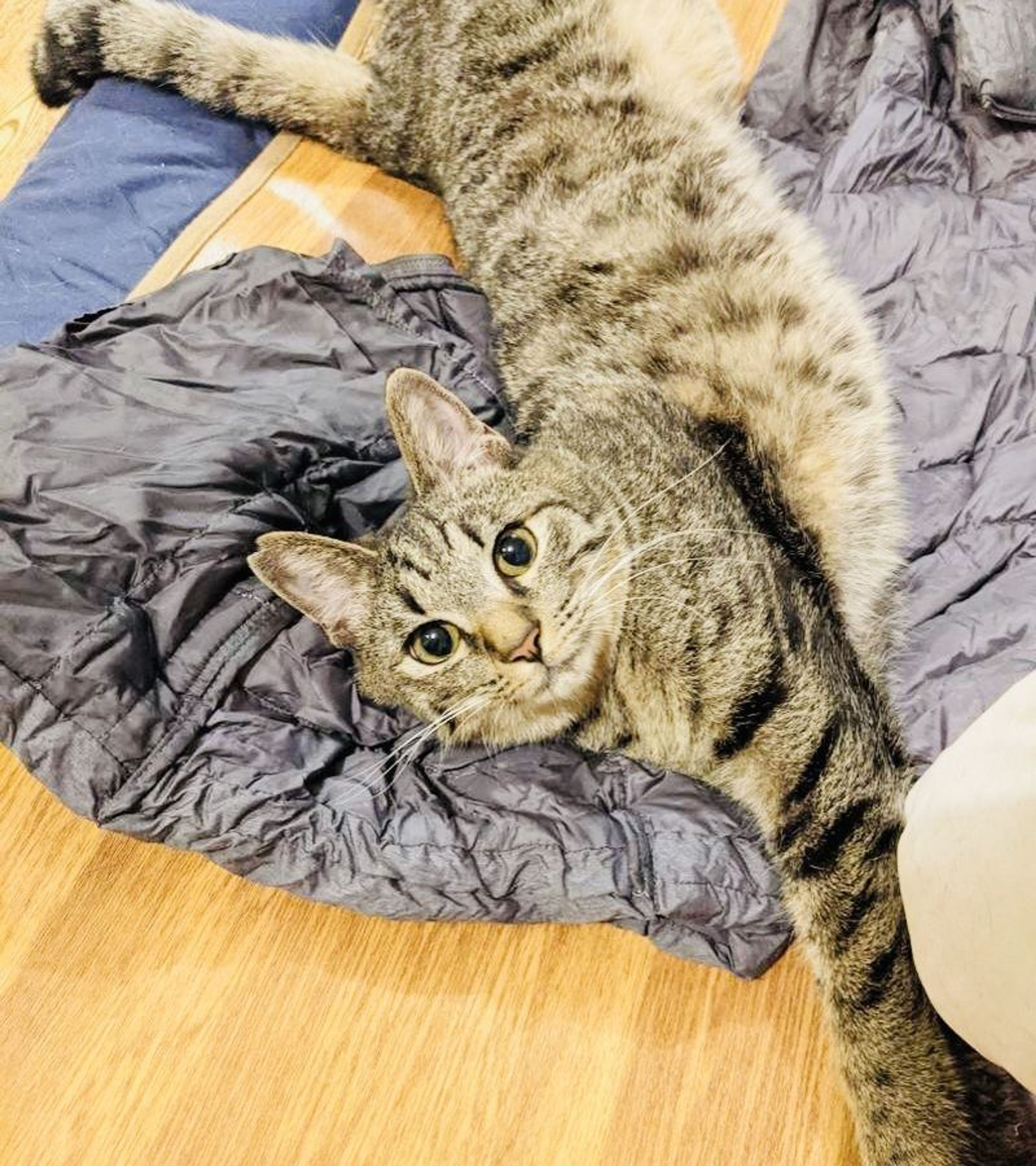 雑種（ミックス猫）・オスの里親募集の写真