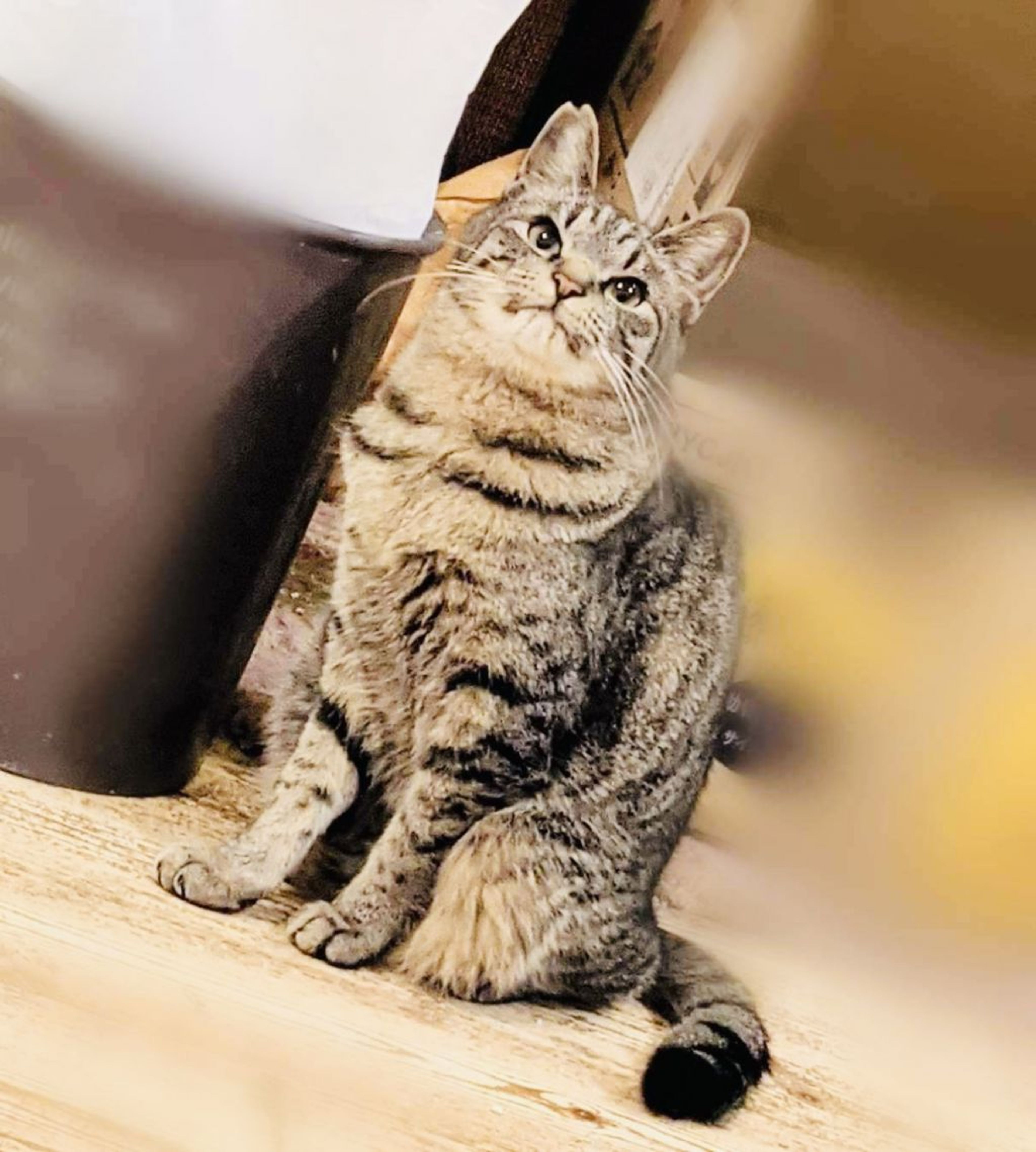 pet-image-3