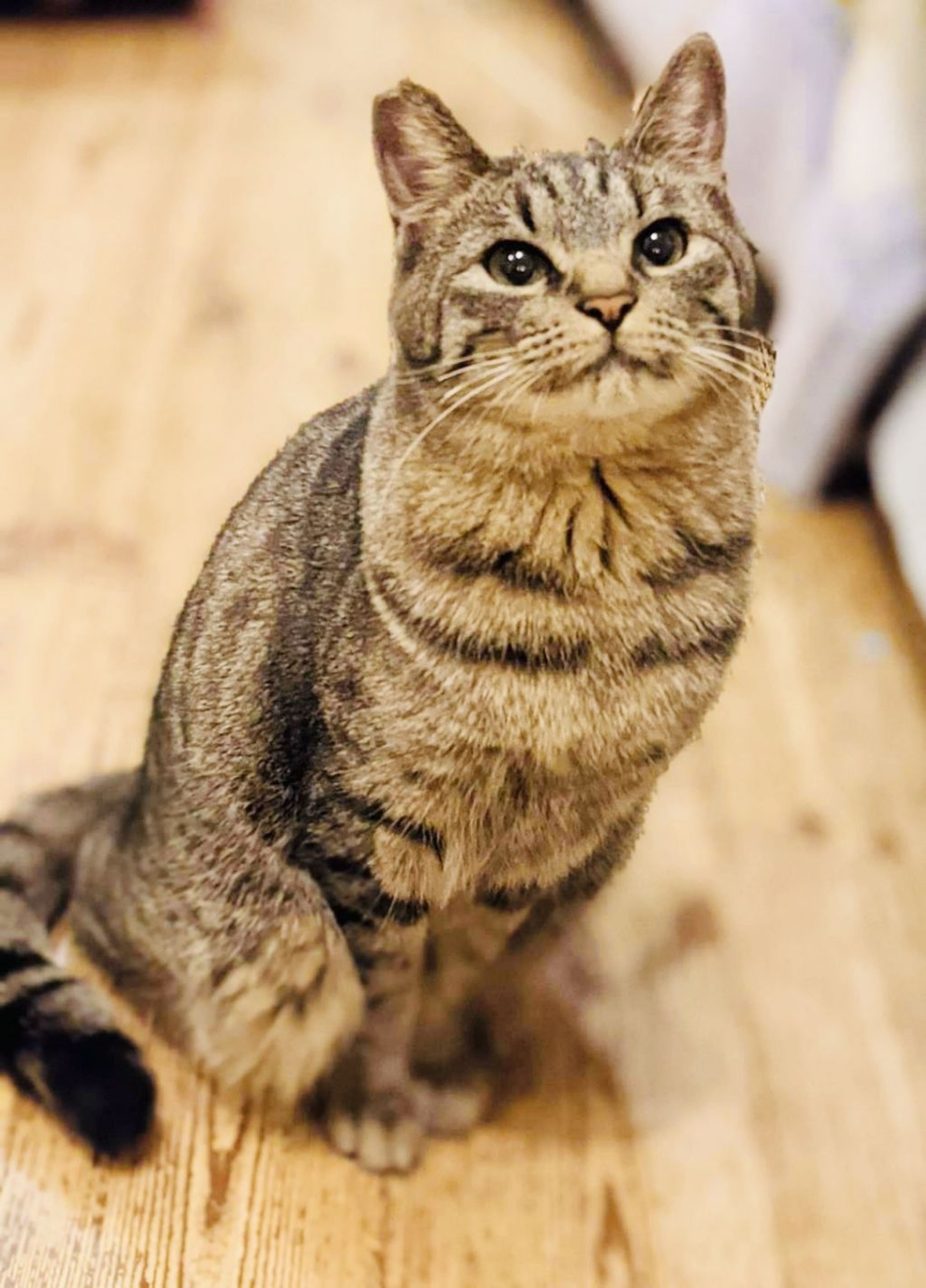 pet-image-5