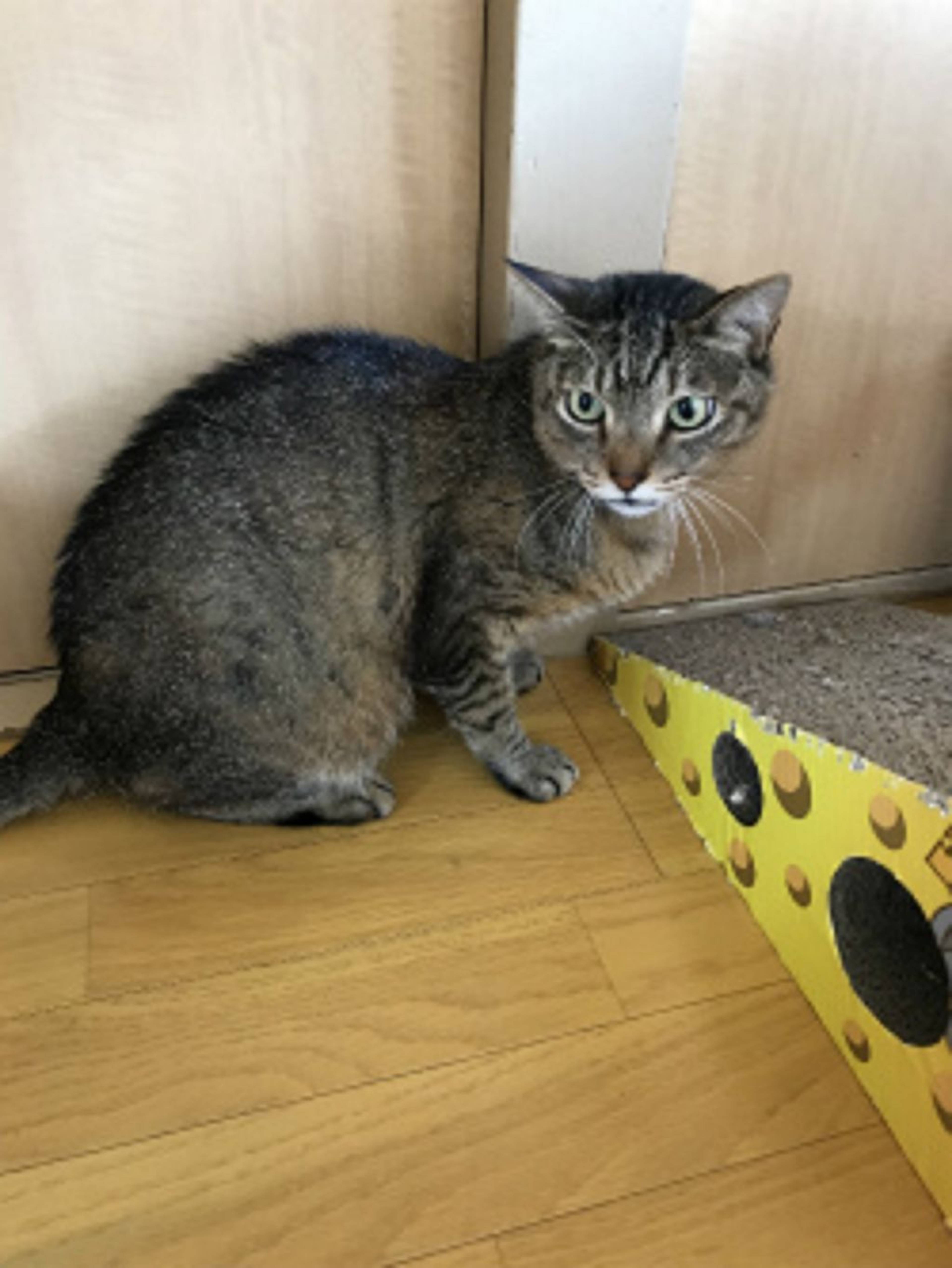 雑種（ミックス猫）・オスの里親募集の写真