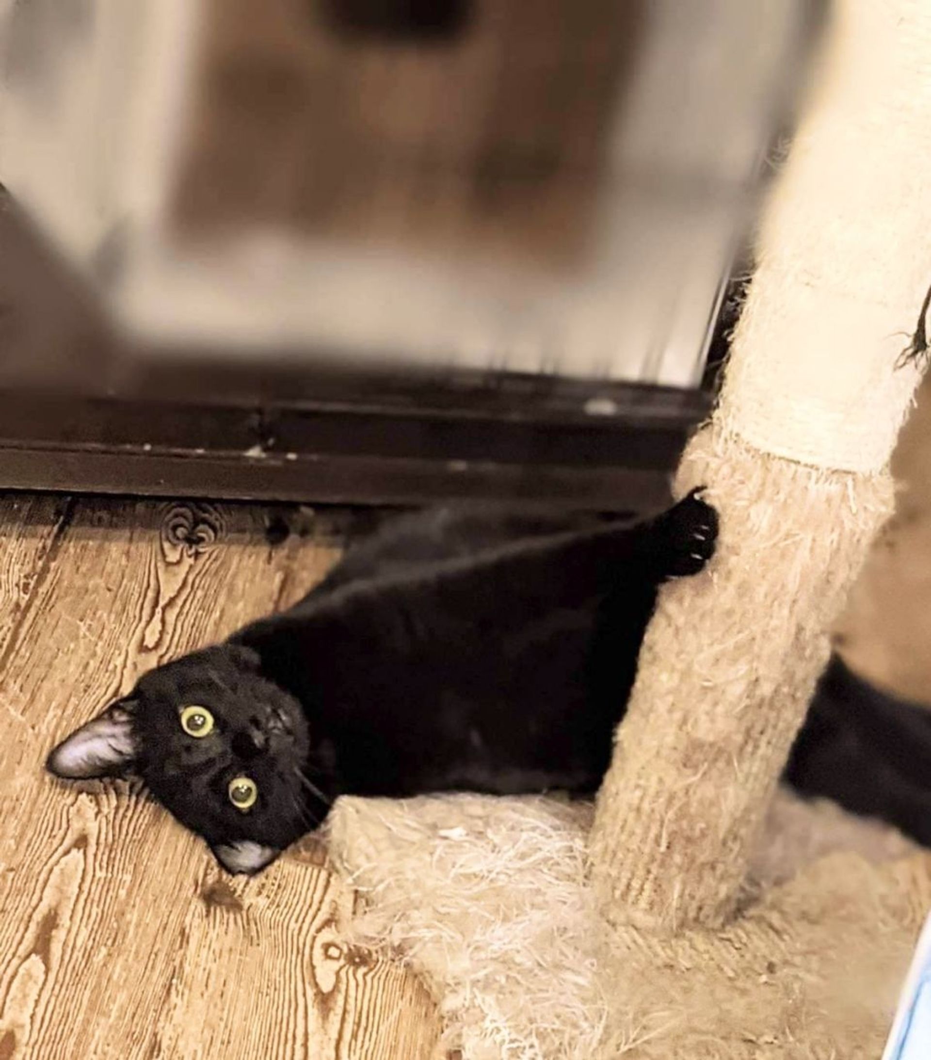 雑種（ミックス猫）・オスの里親募集の写真