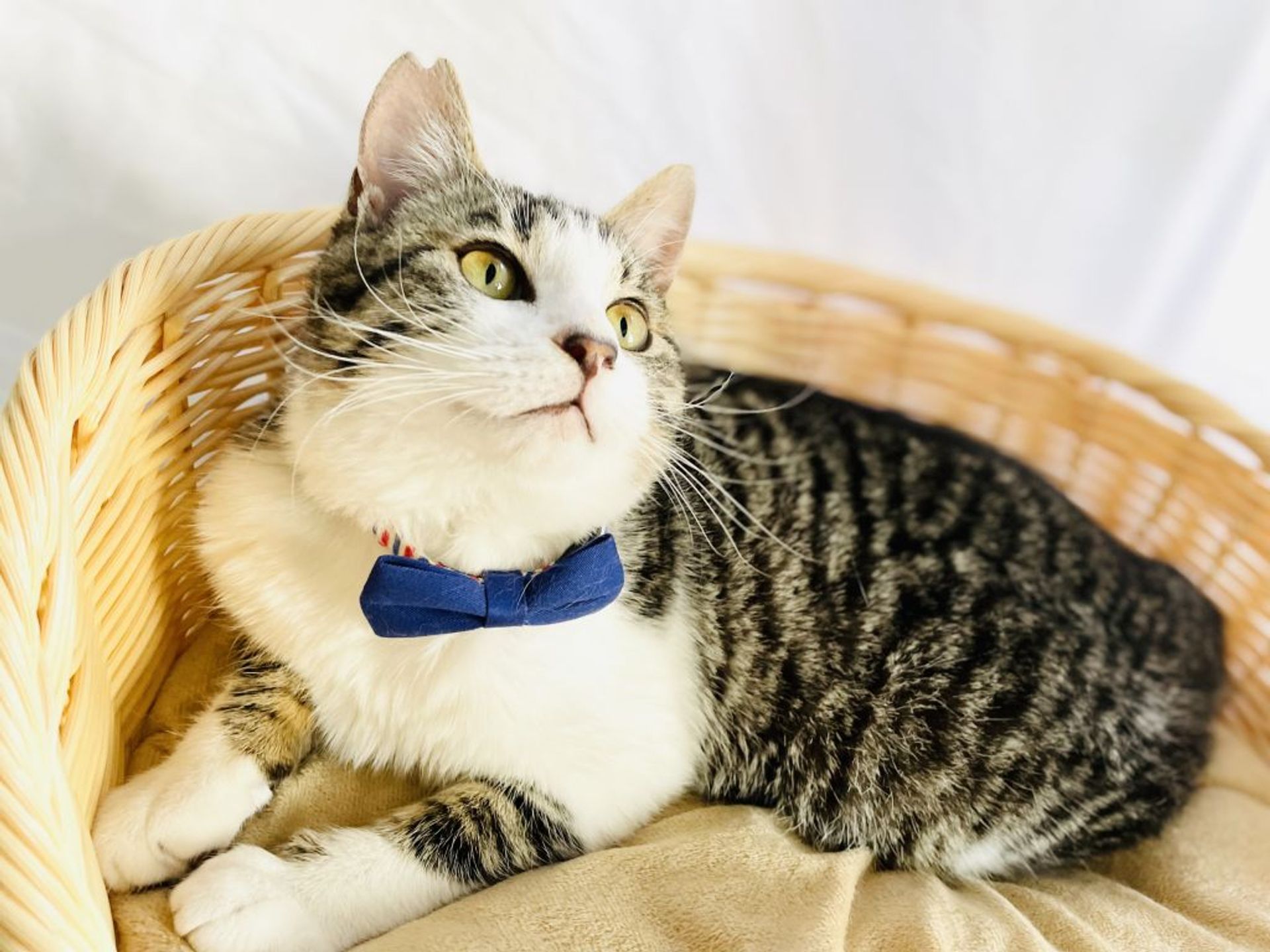 雑種（ミックス猫）・オスの里親募集の写真