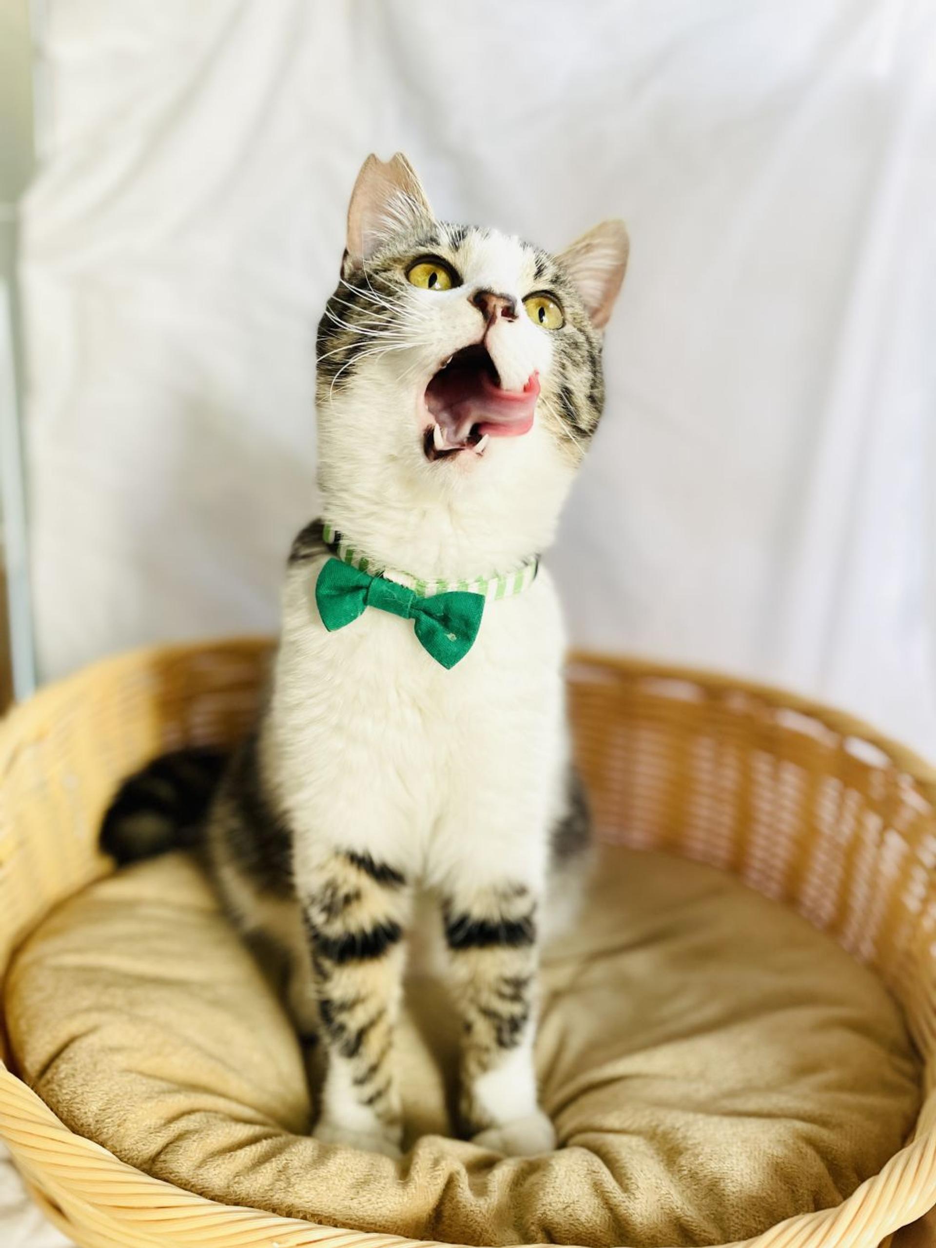 pet-image-2