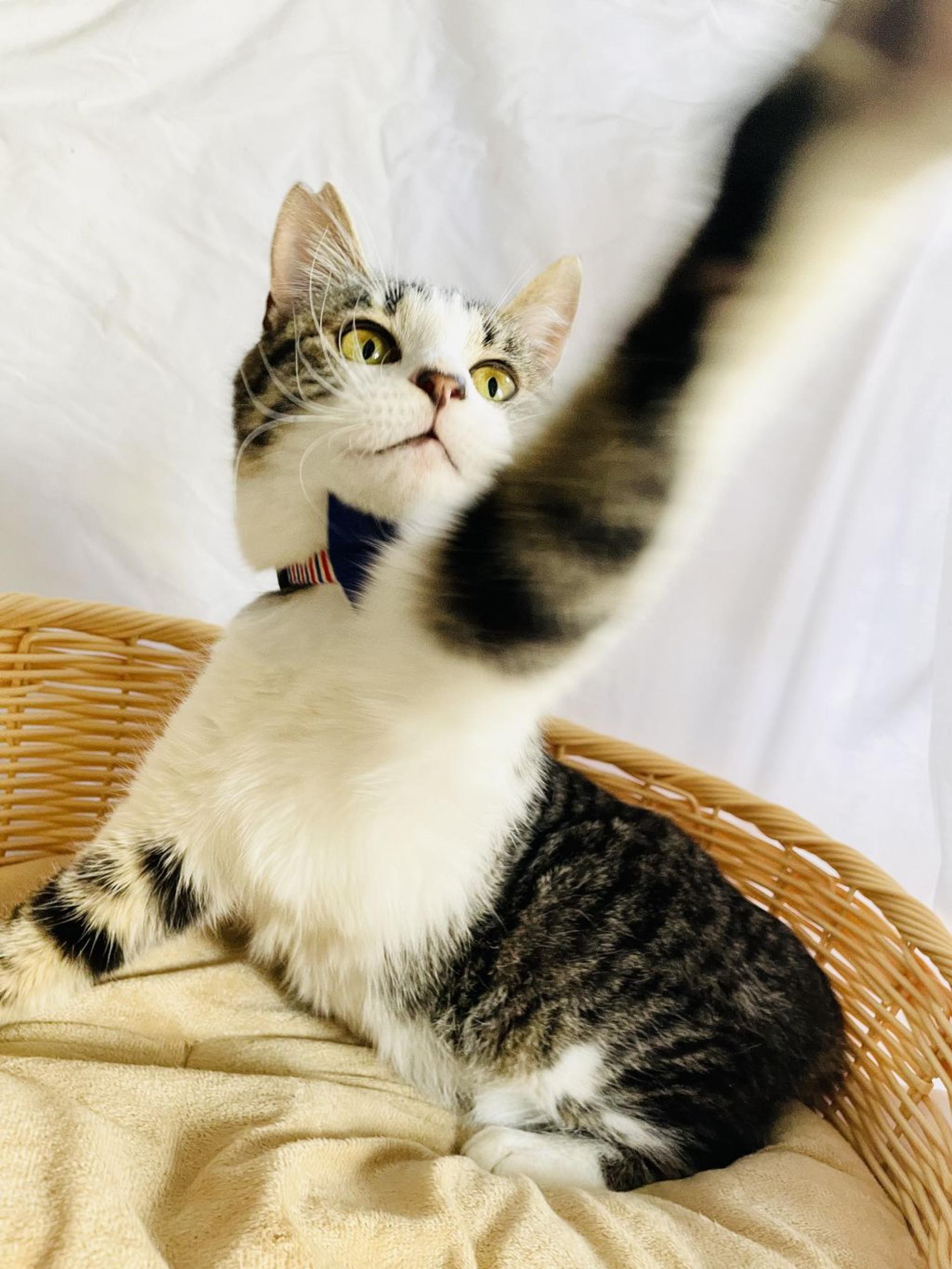 pet-image-4