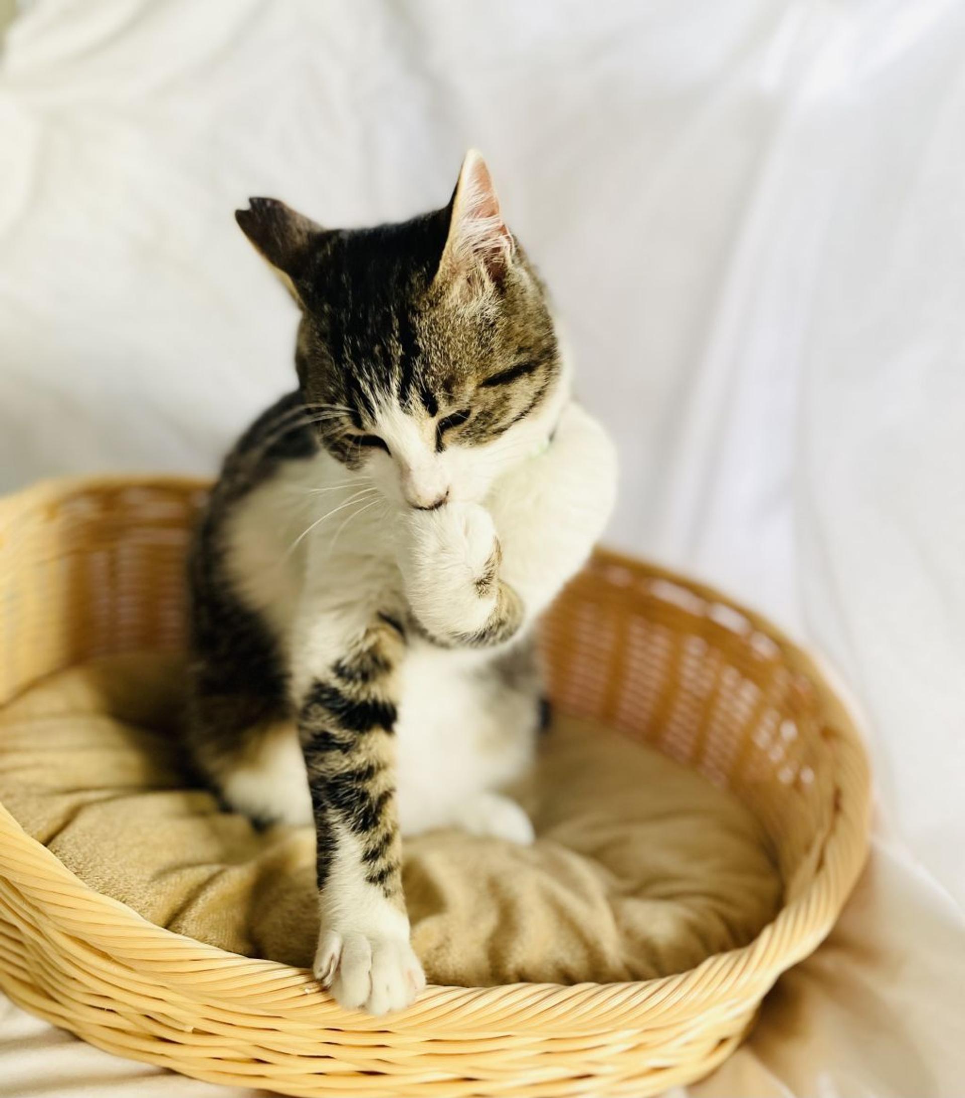 pet-image-5