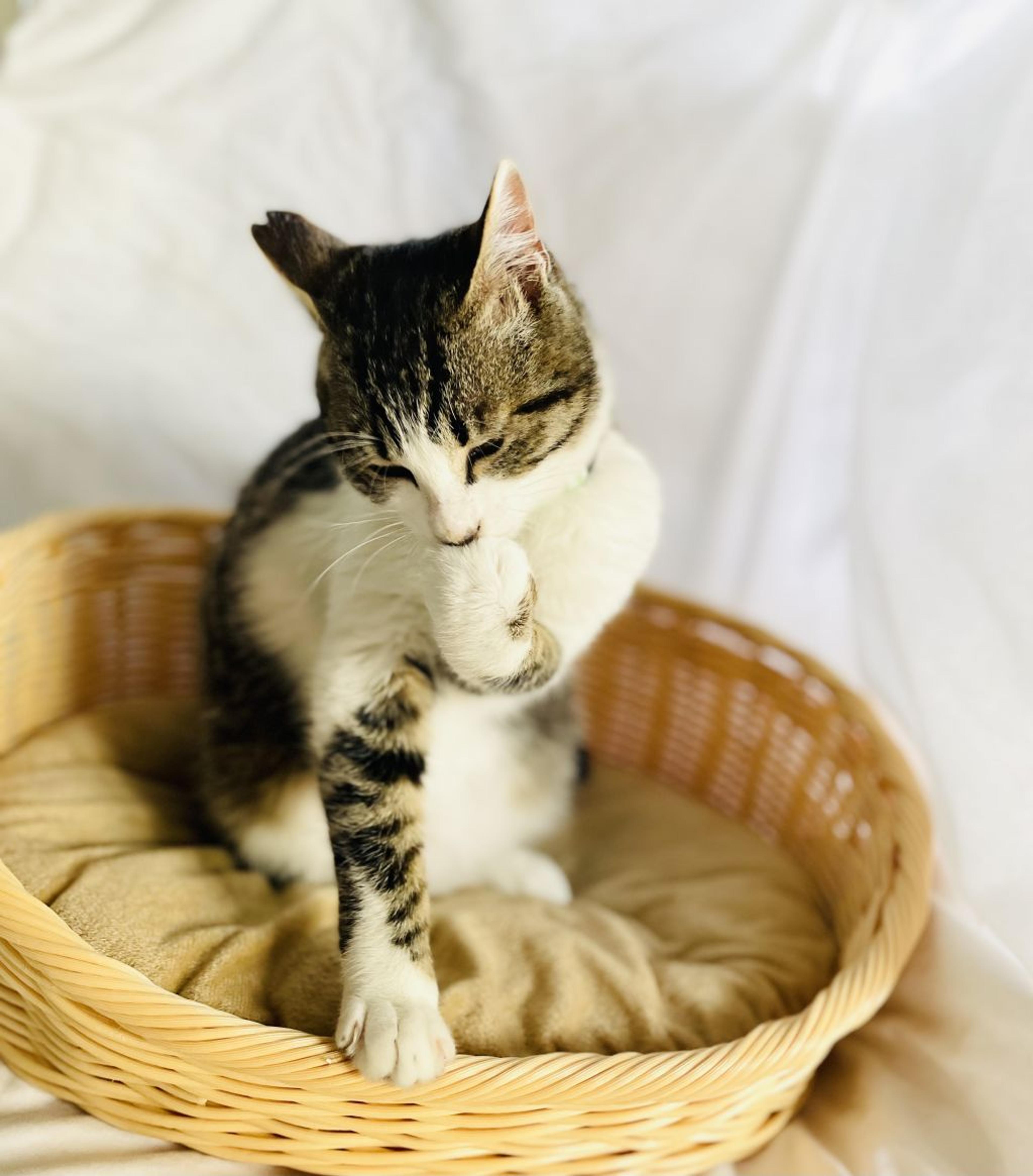 pet-image-5
