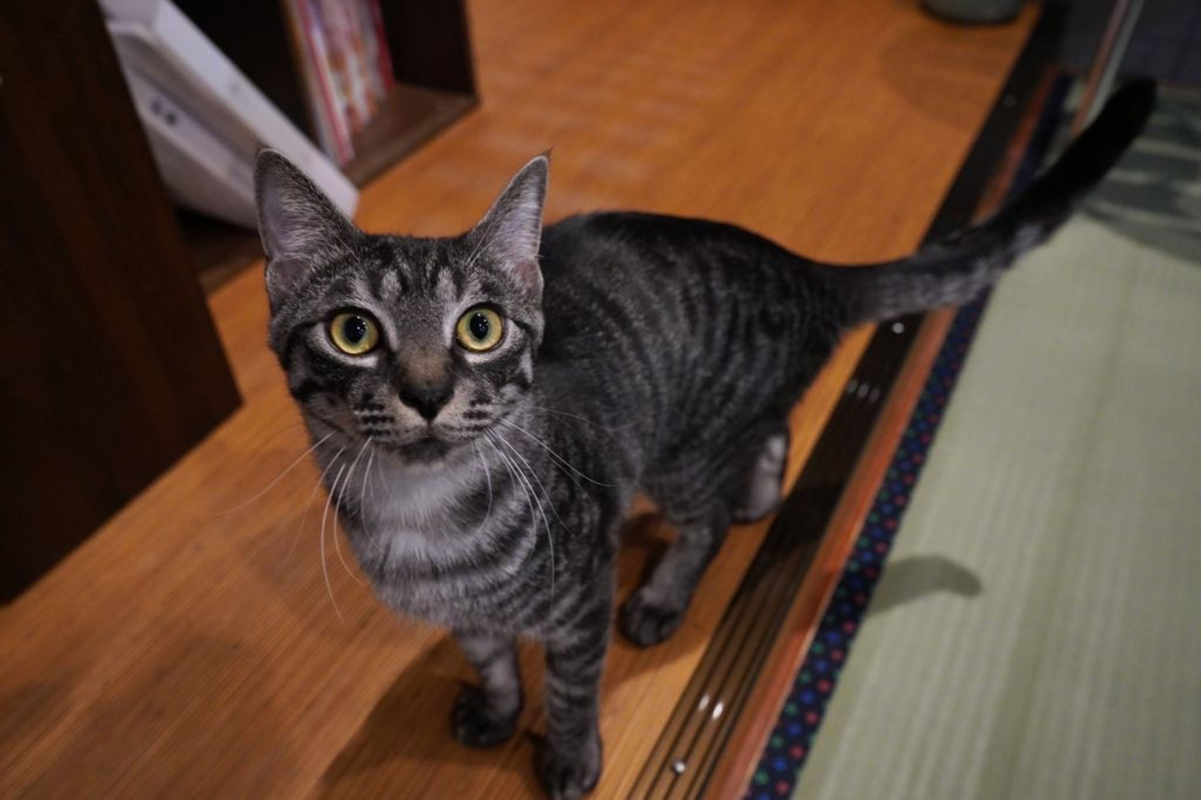 pet-image-2