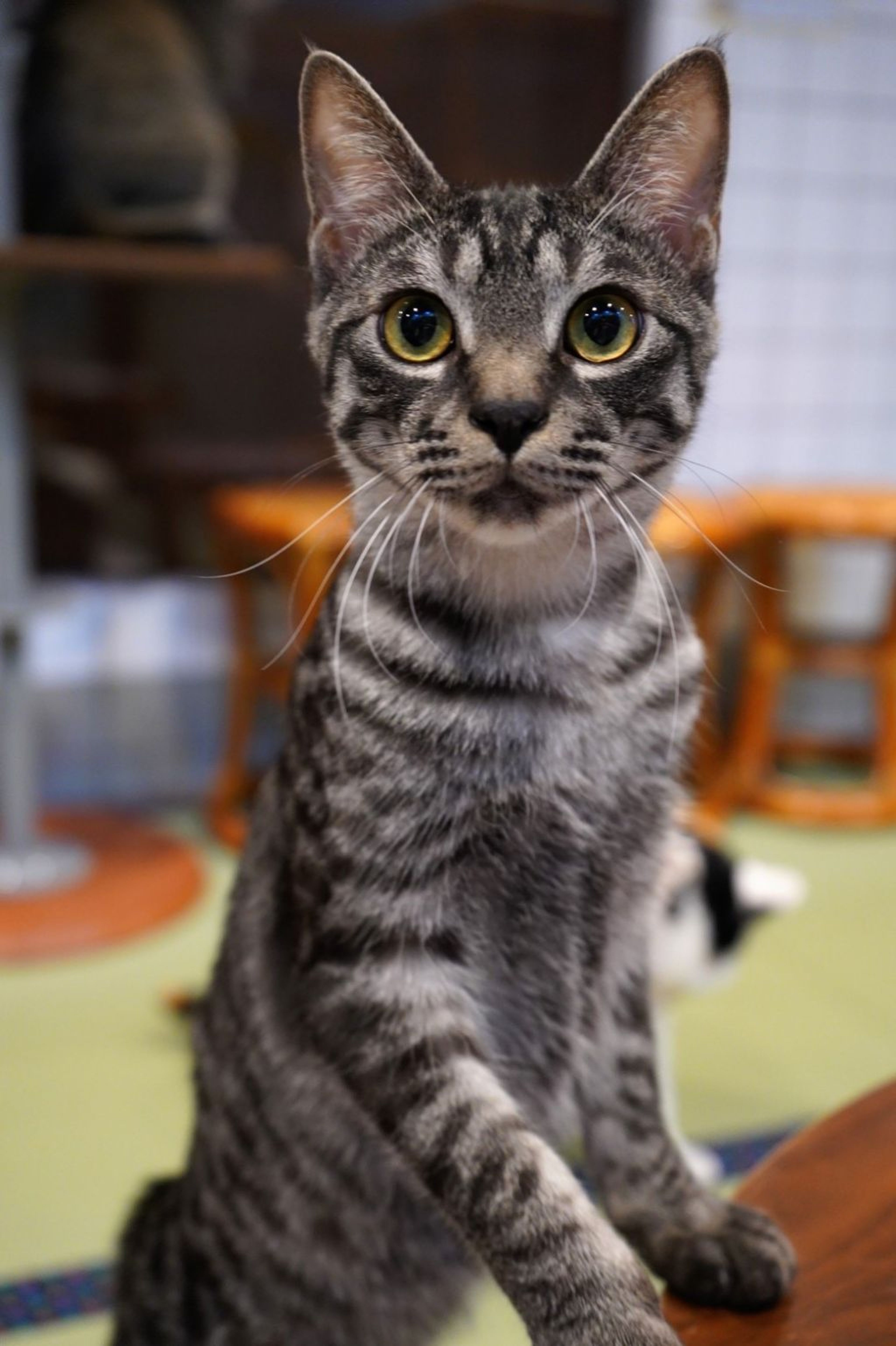 pet-image-3