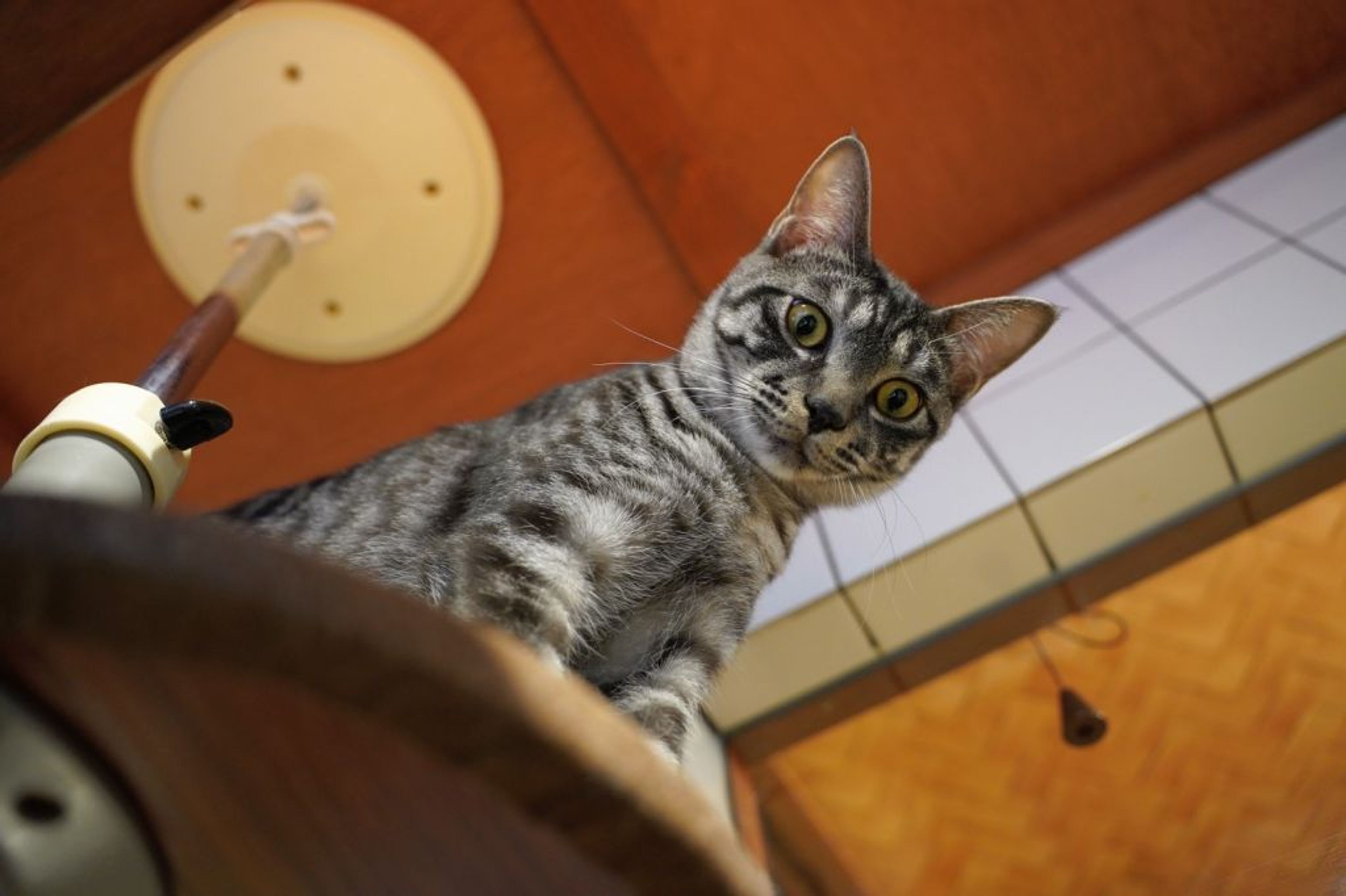 pet-image-4