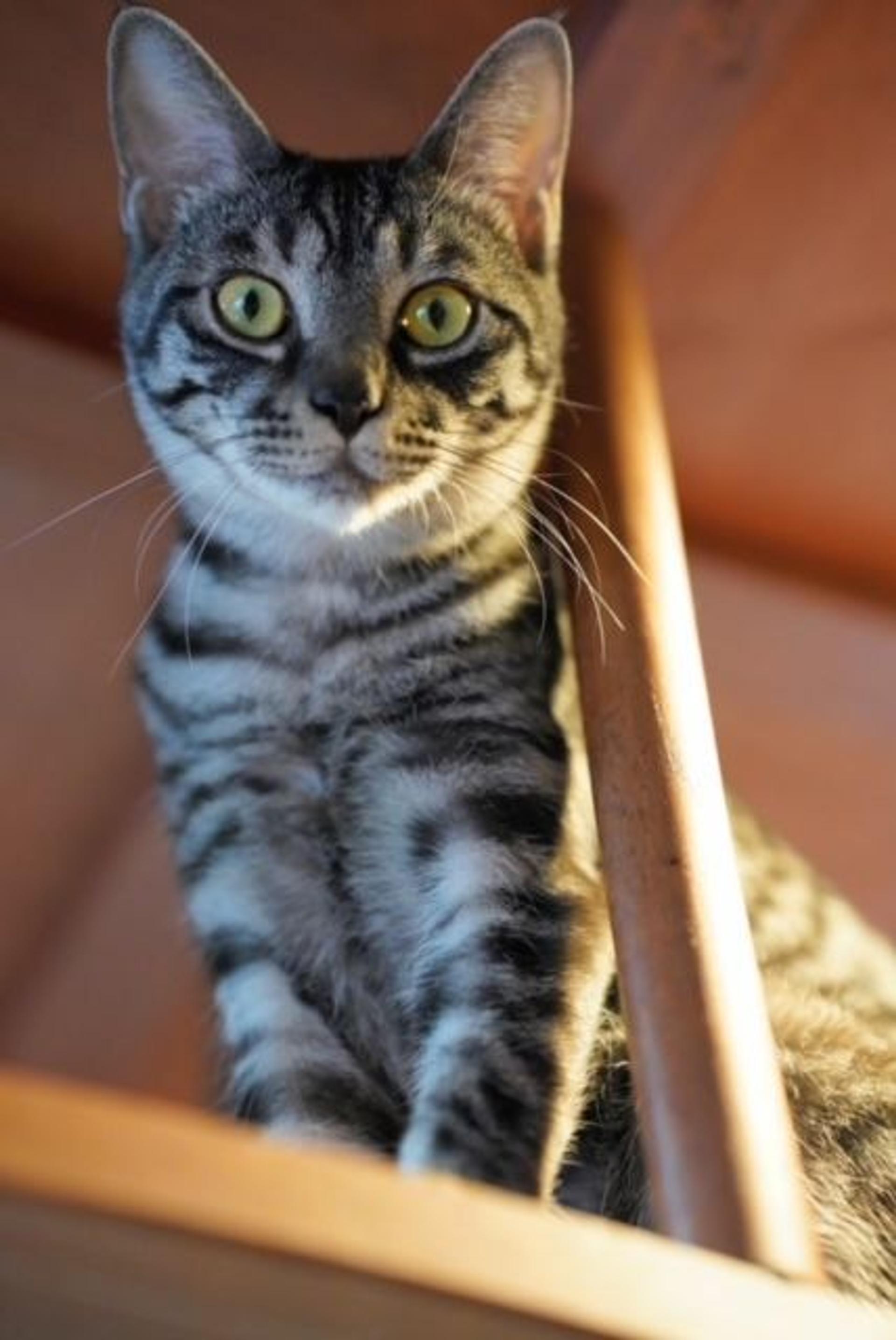 pet-image-5