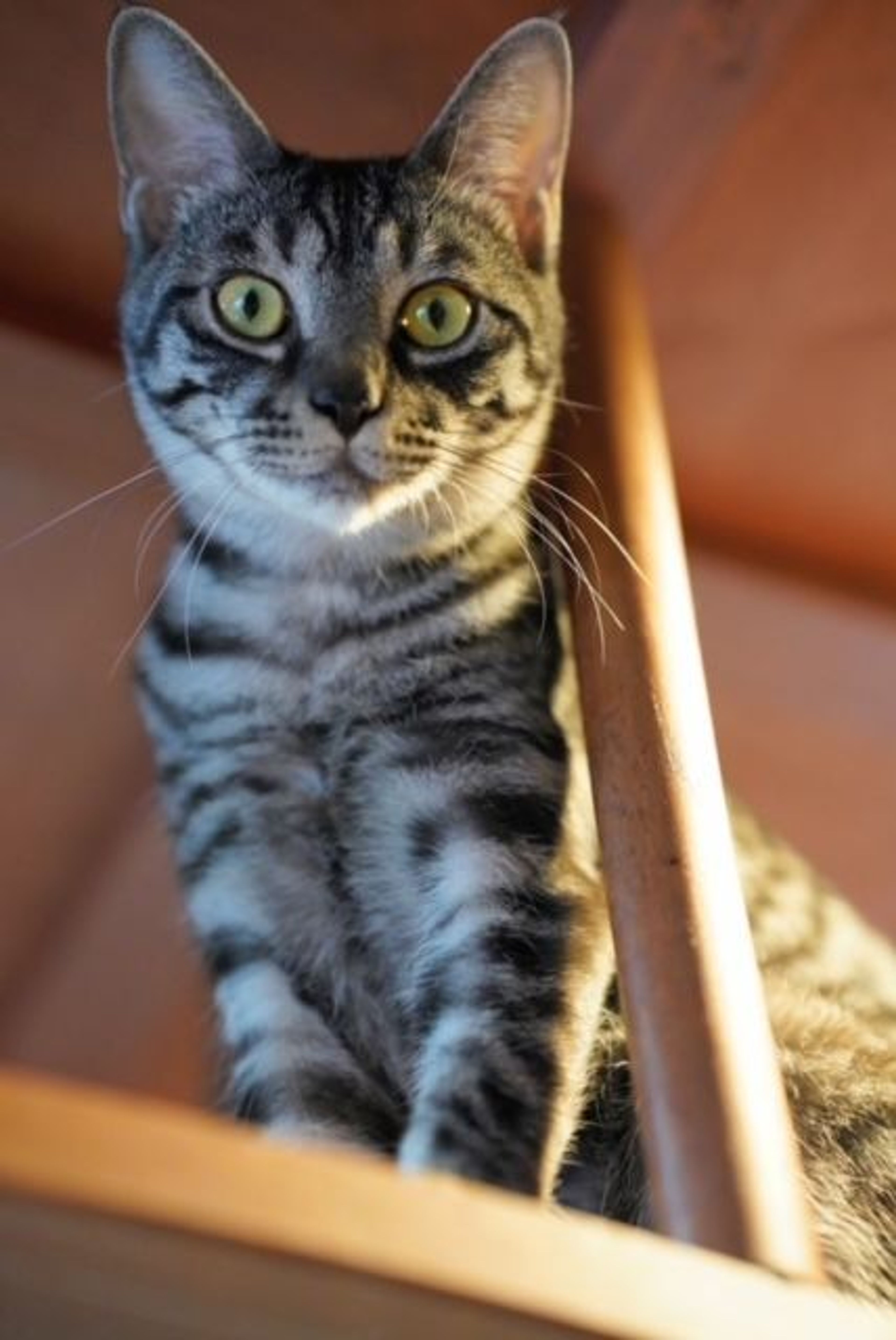 pet-image-5