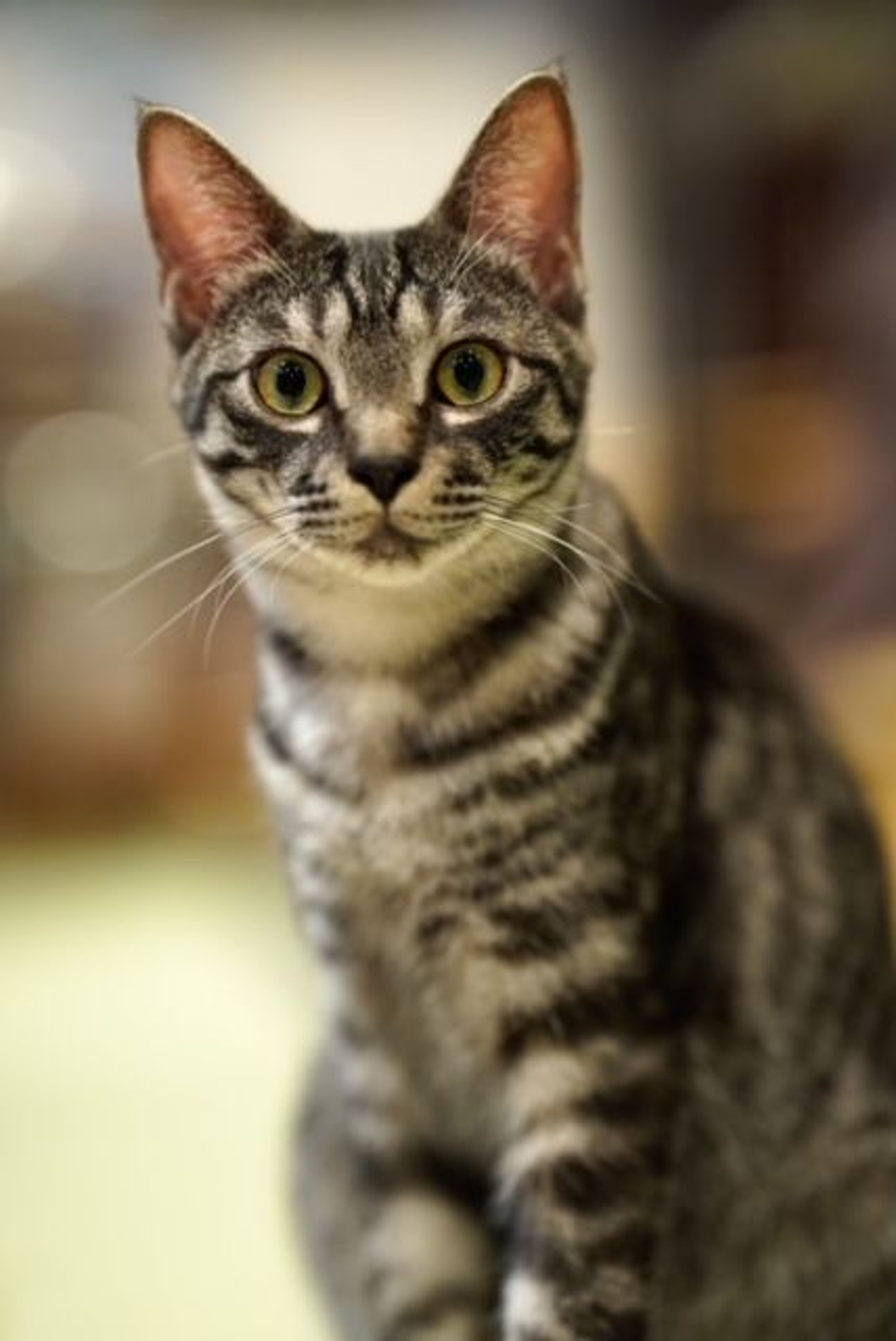 pet-image-6