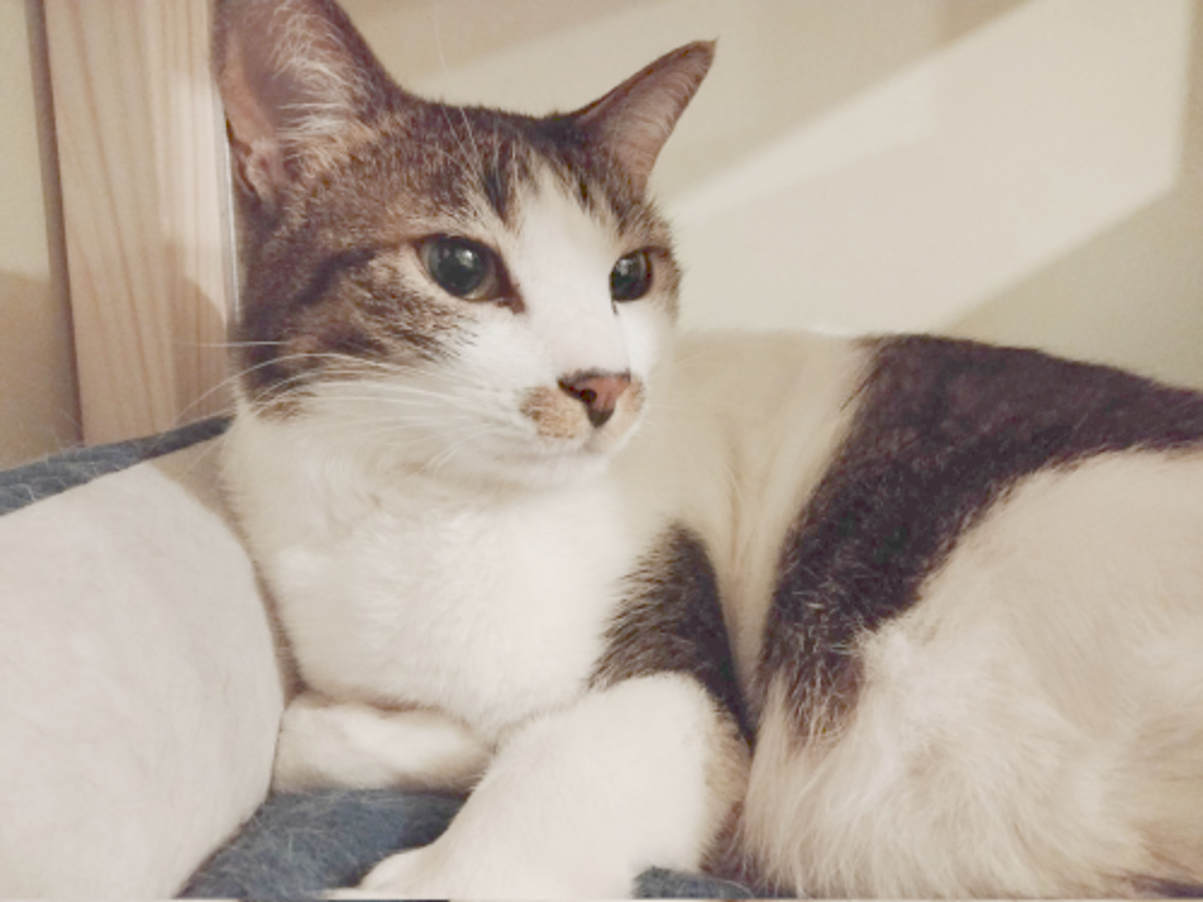 雑種（ミックス猫）・メスの里親募集の写真