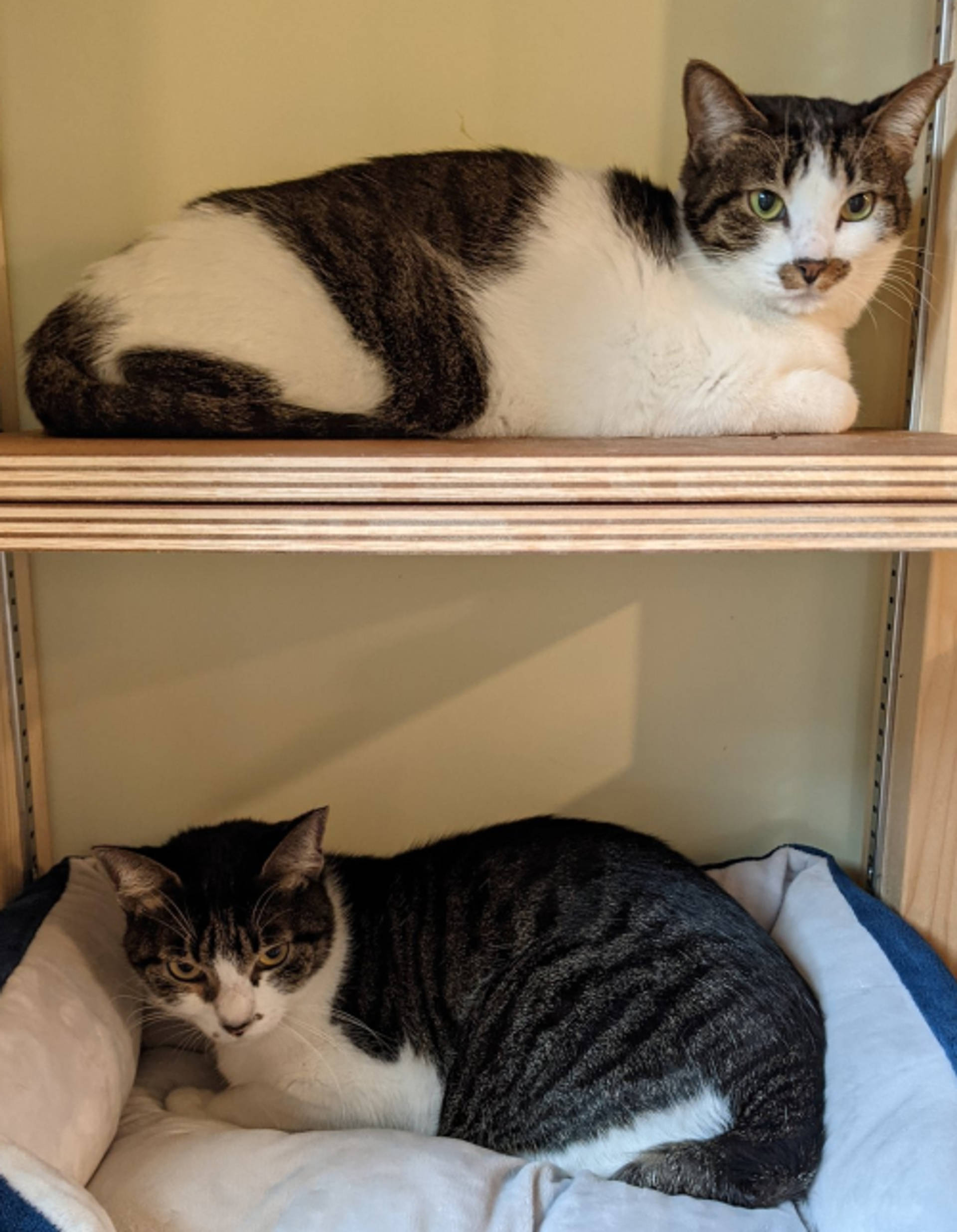 雑種（ミックス猫）・オスの里親募集の写真