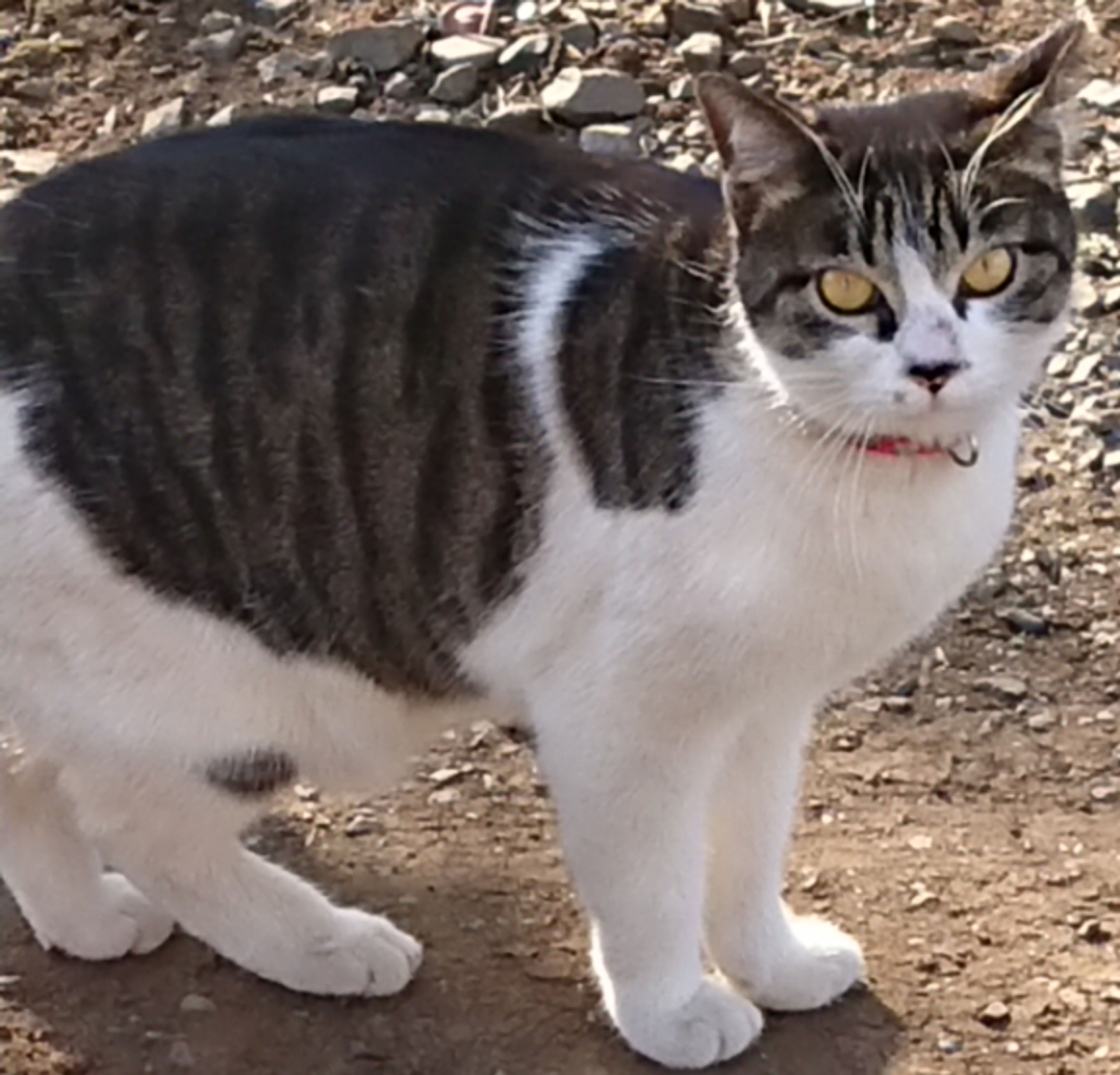 pet-image-2