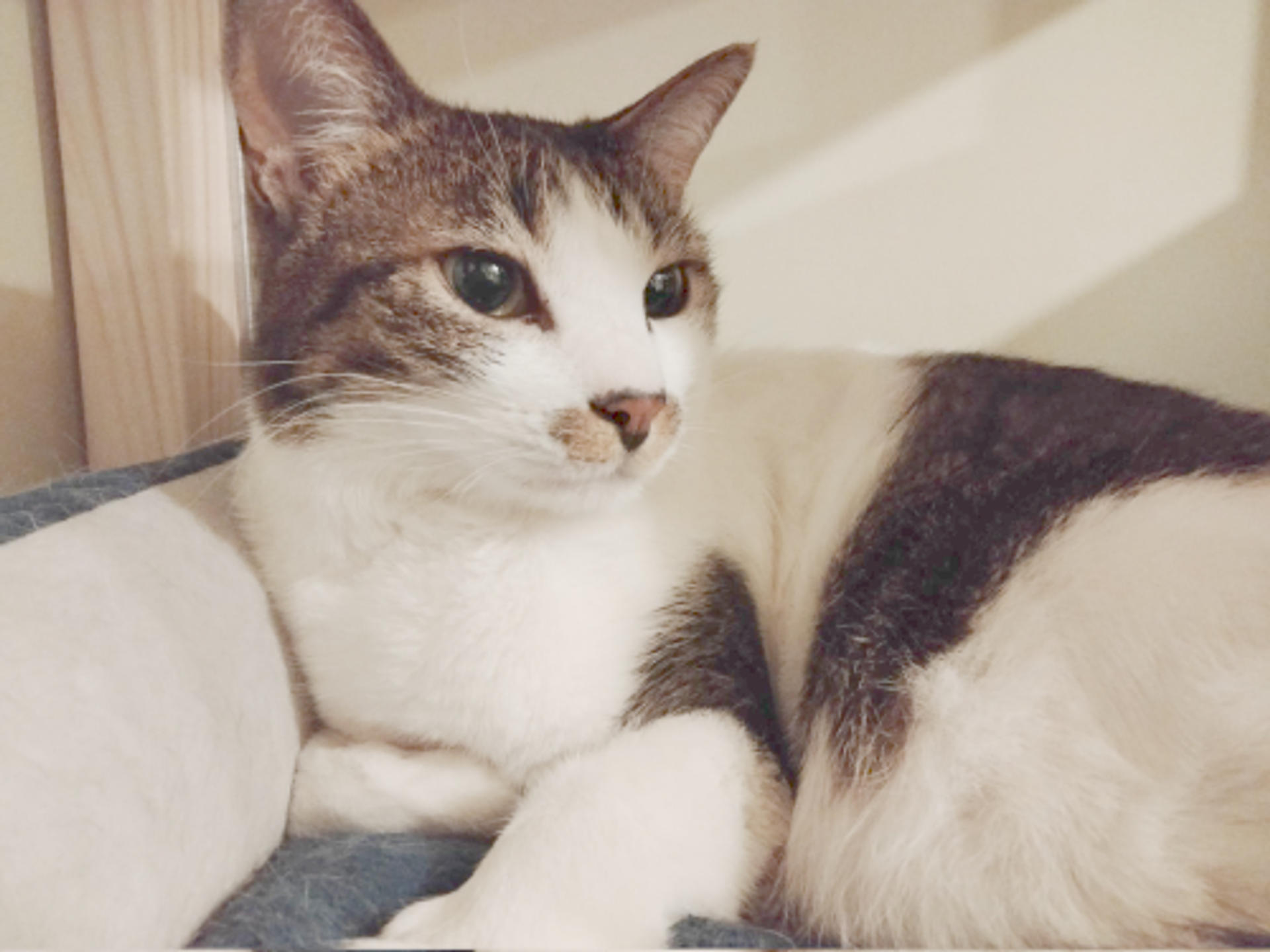 pet-image-3