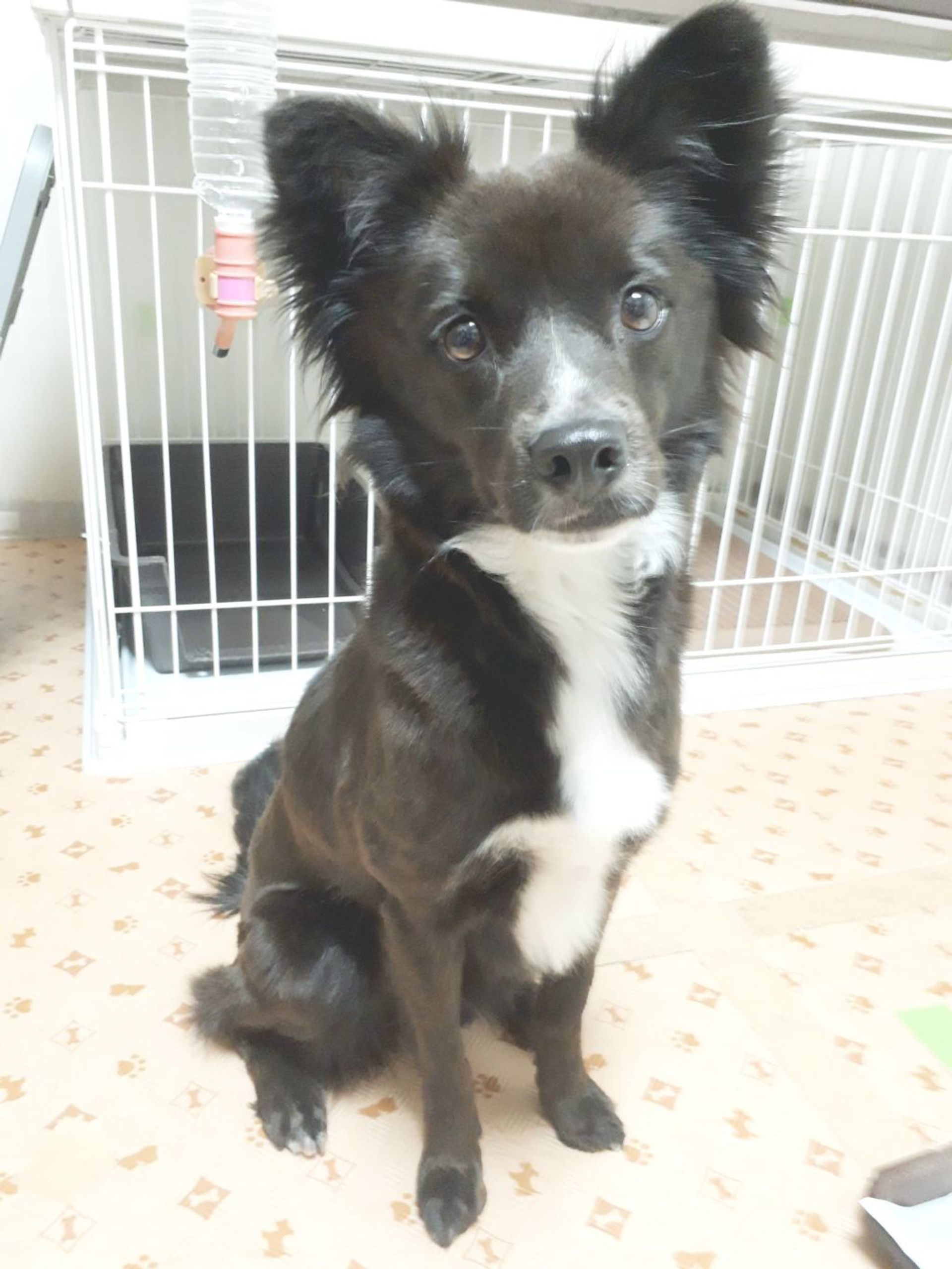 雑種（ミックス犬）・メスの里親募集の写真