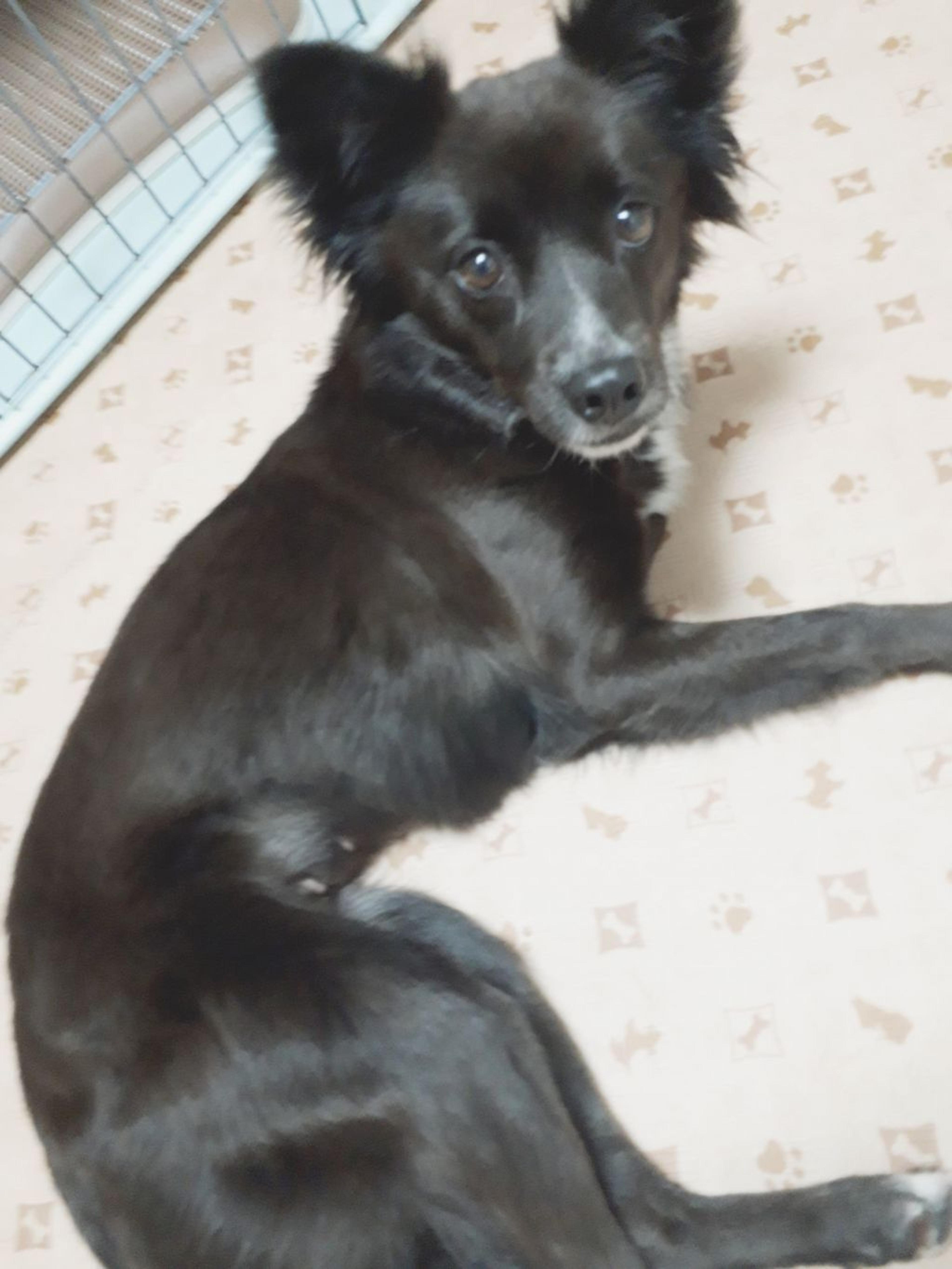 pet-image-2