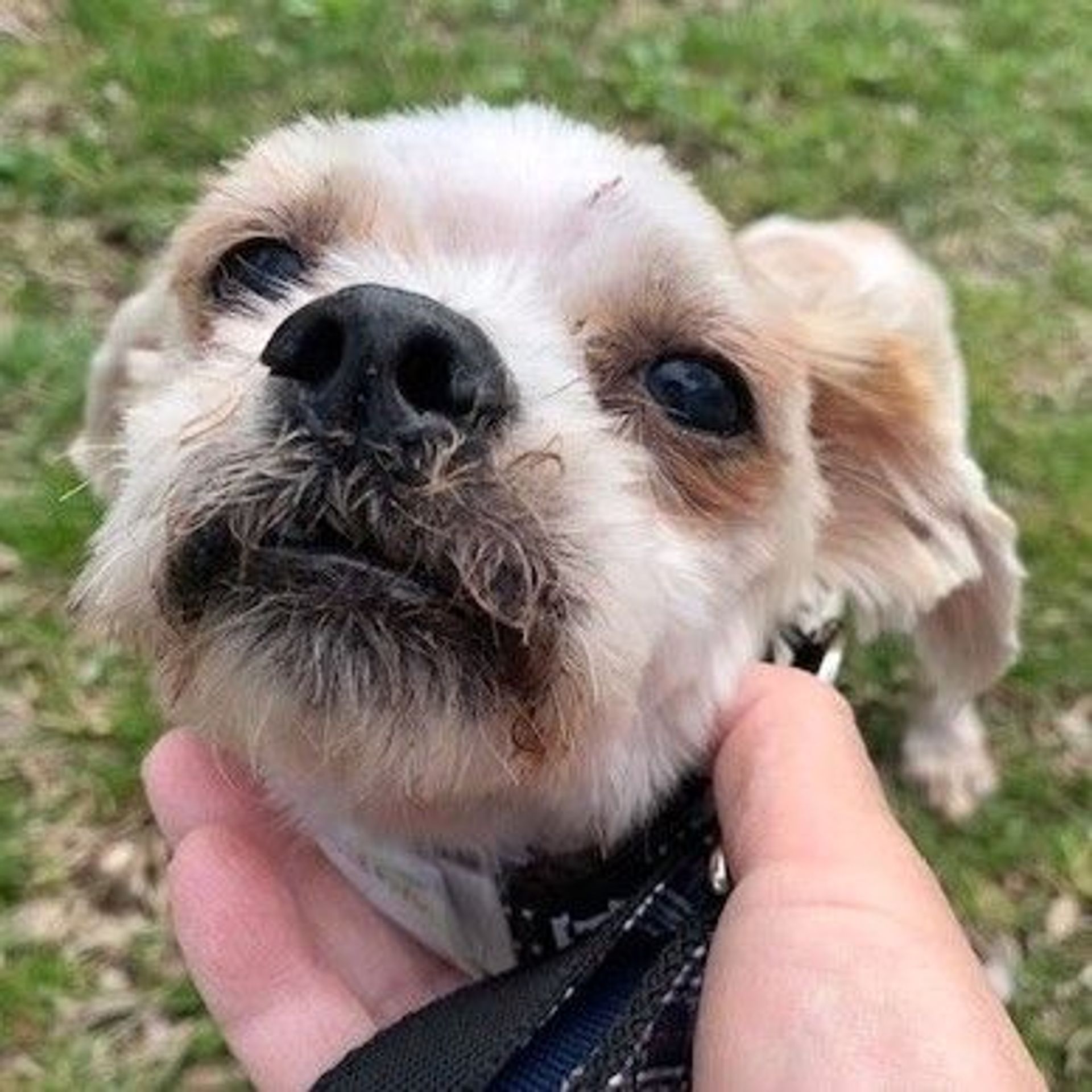 雑種（ミックス犬）・オスの里親募集の写真