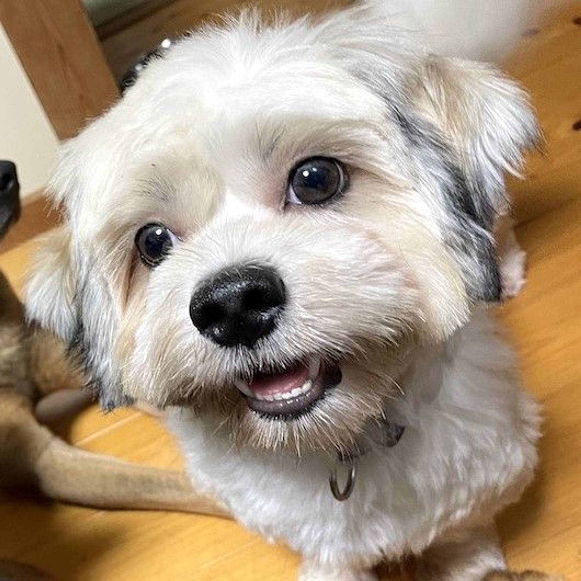 雑種（ミックス犬）・オスの里親募集の写真