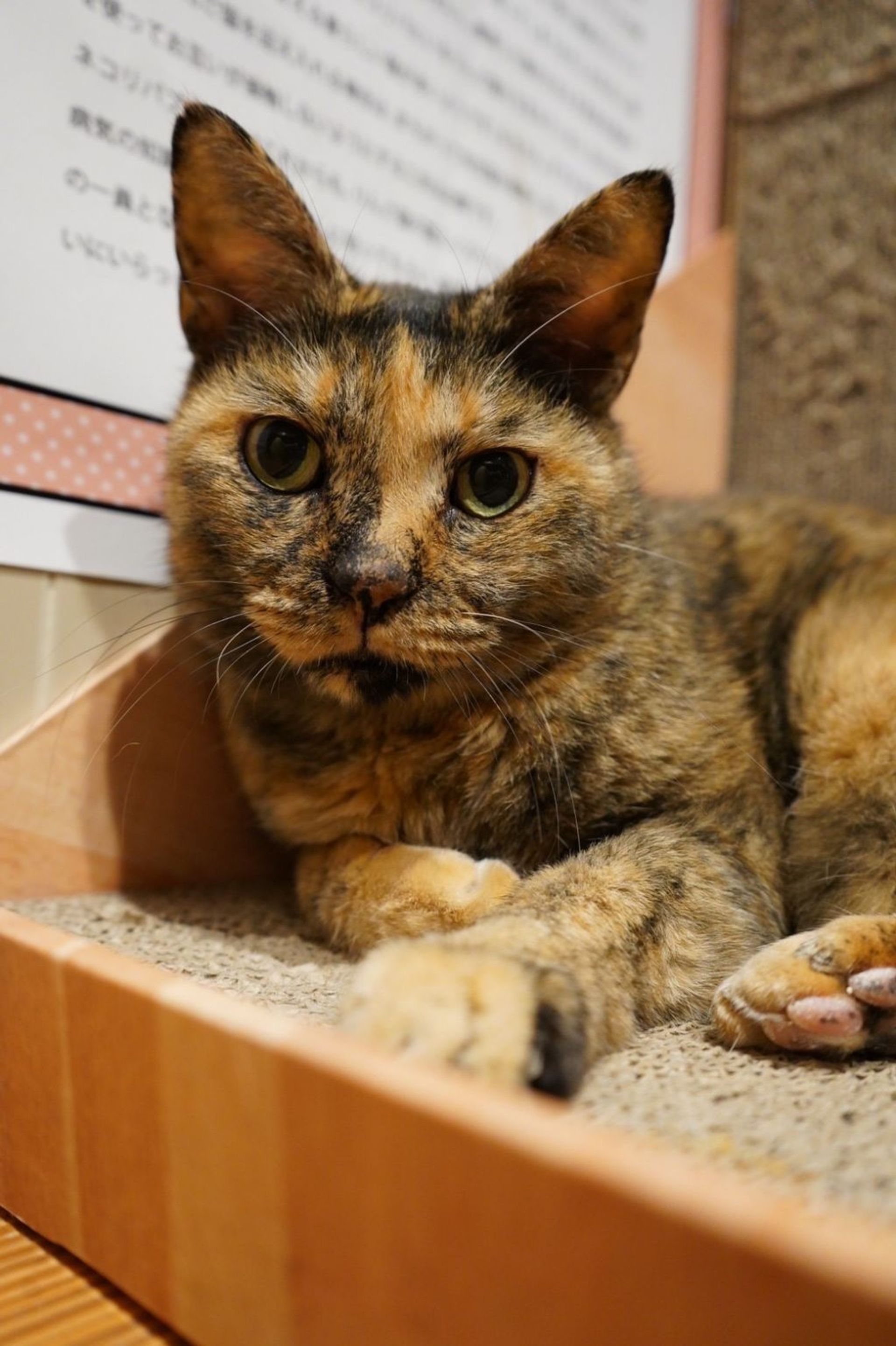 雑種（ミックス猫）・メスの里親募集の写真