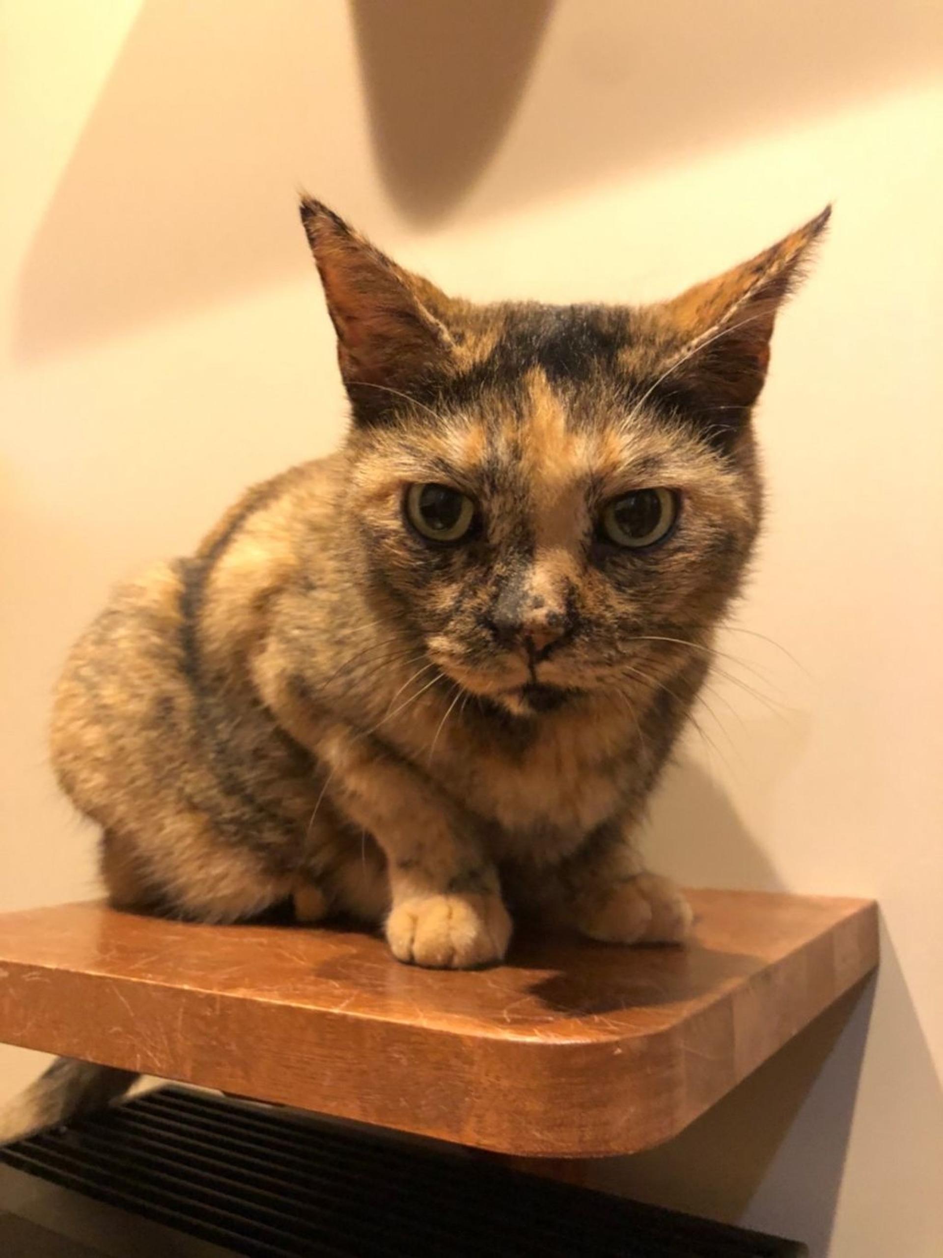 pet-image-4
