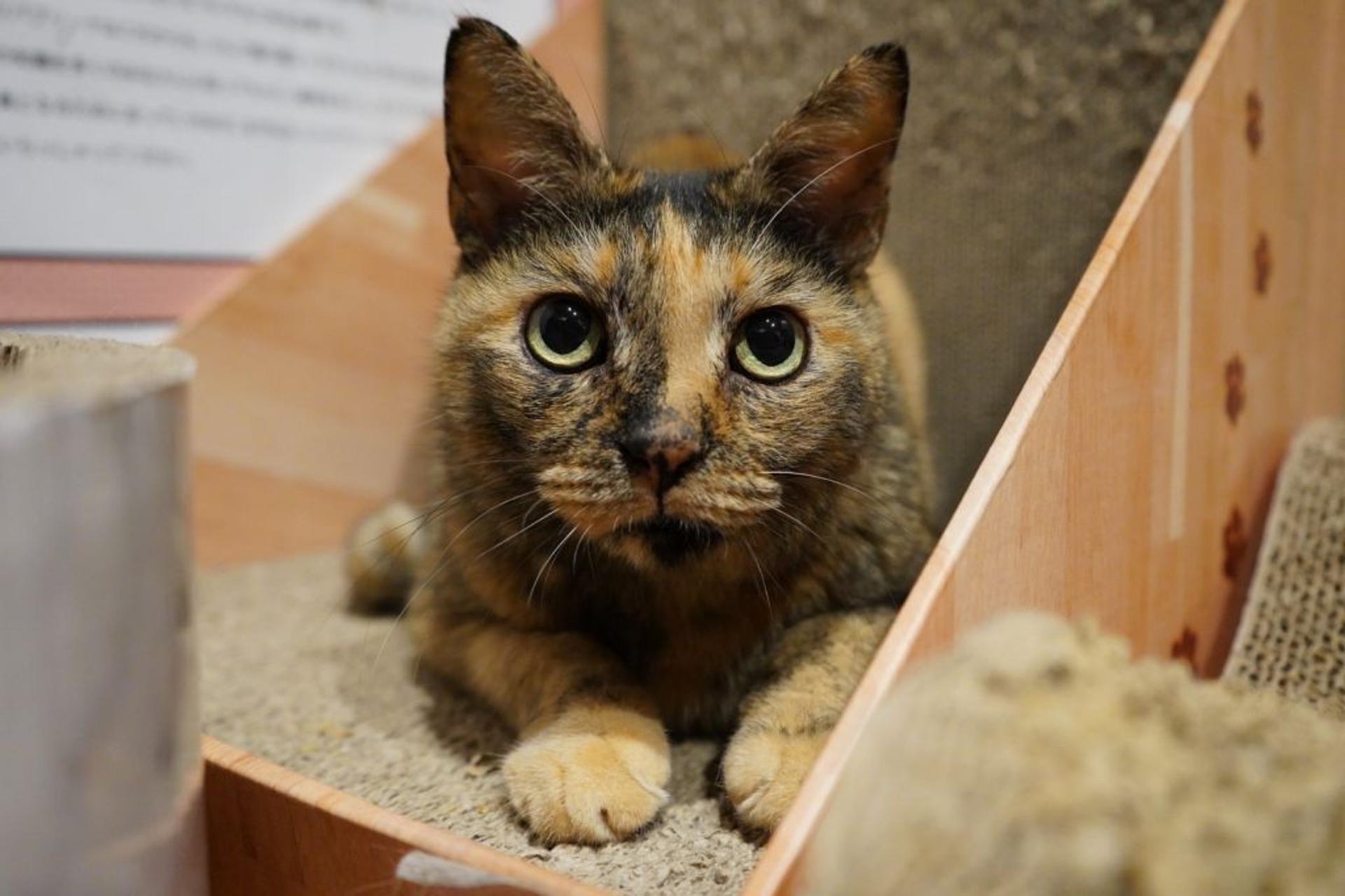 pet-image-5