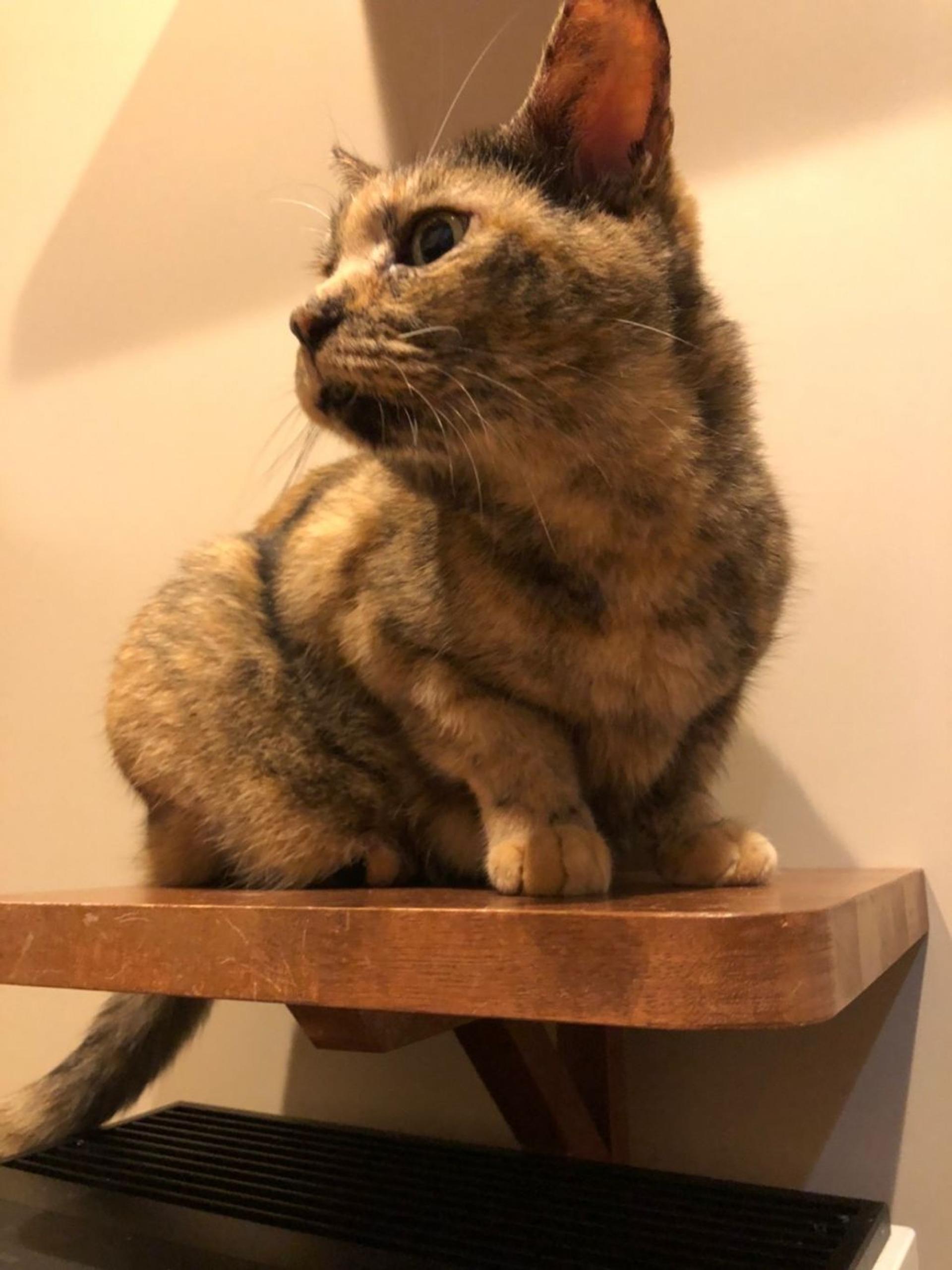 pet-image-6