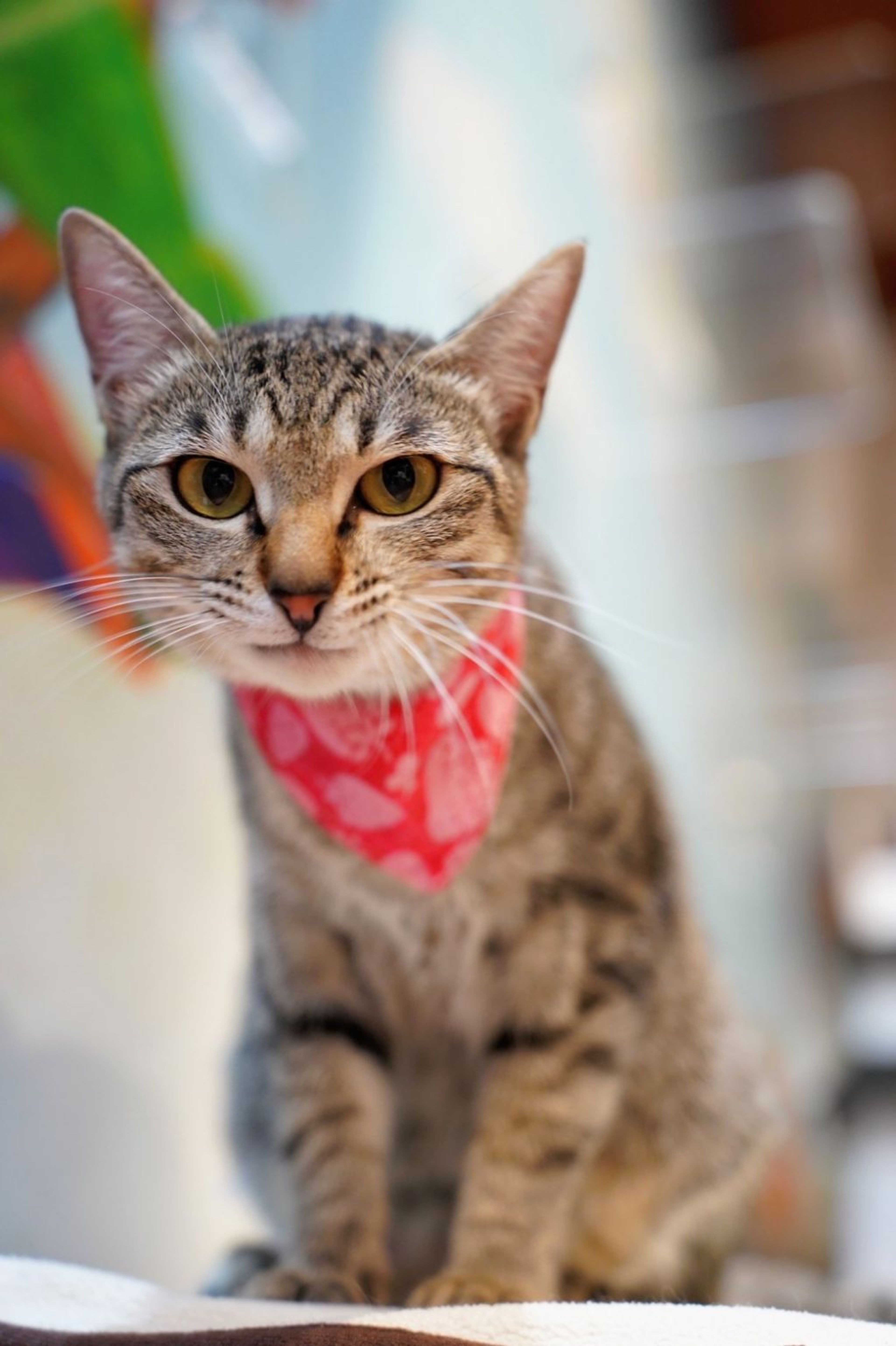 pet-image-5