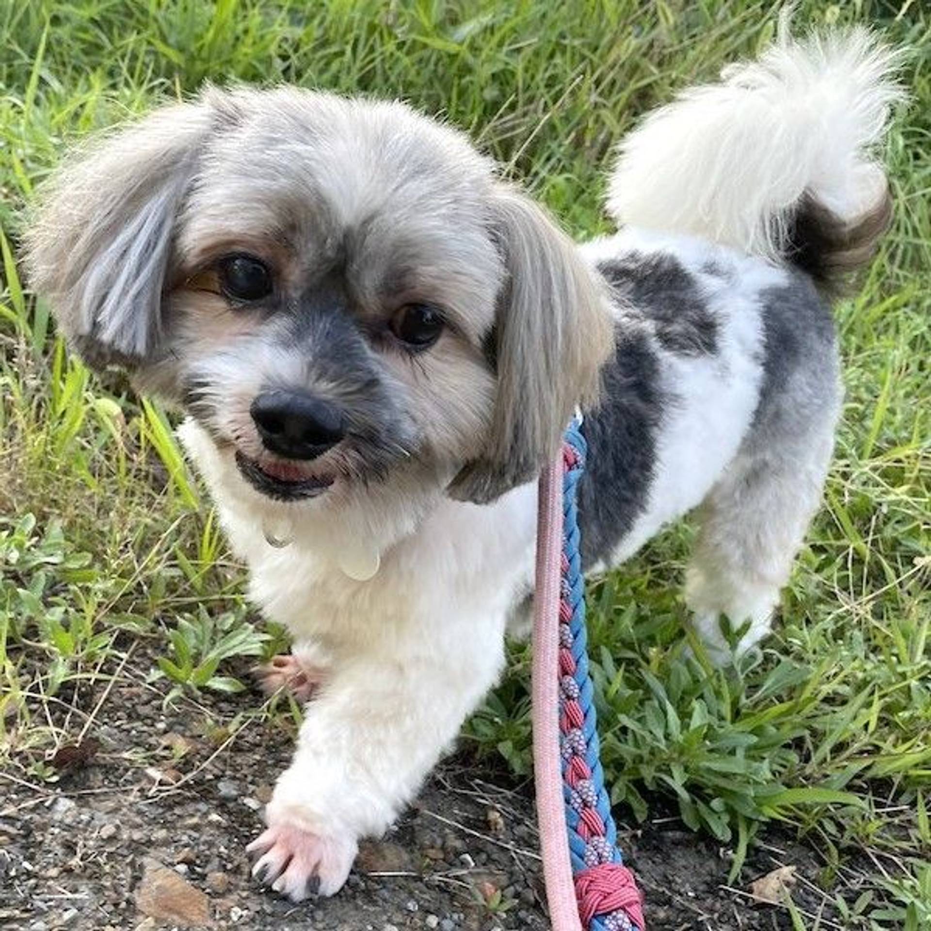 雑種（ミックス犬）・オスの里親募集の写真