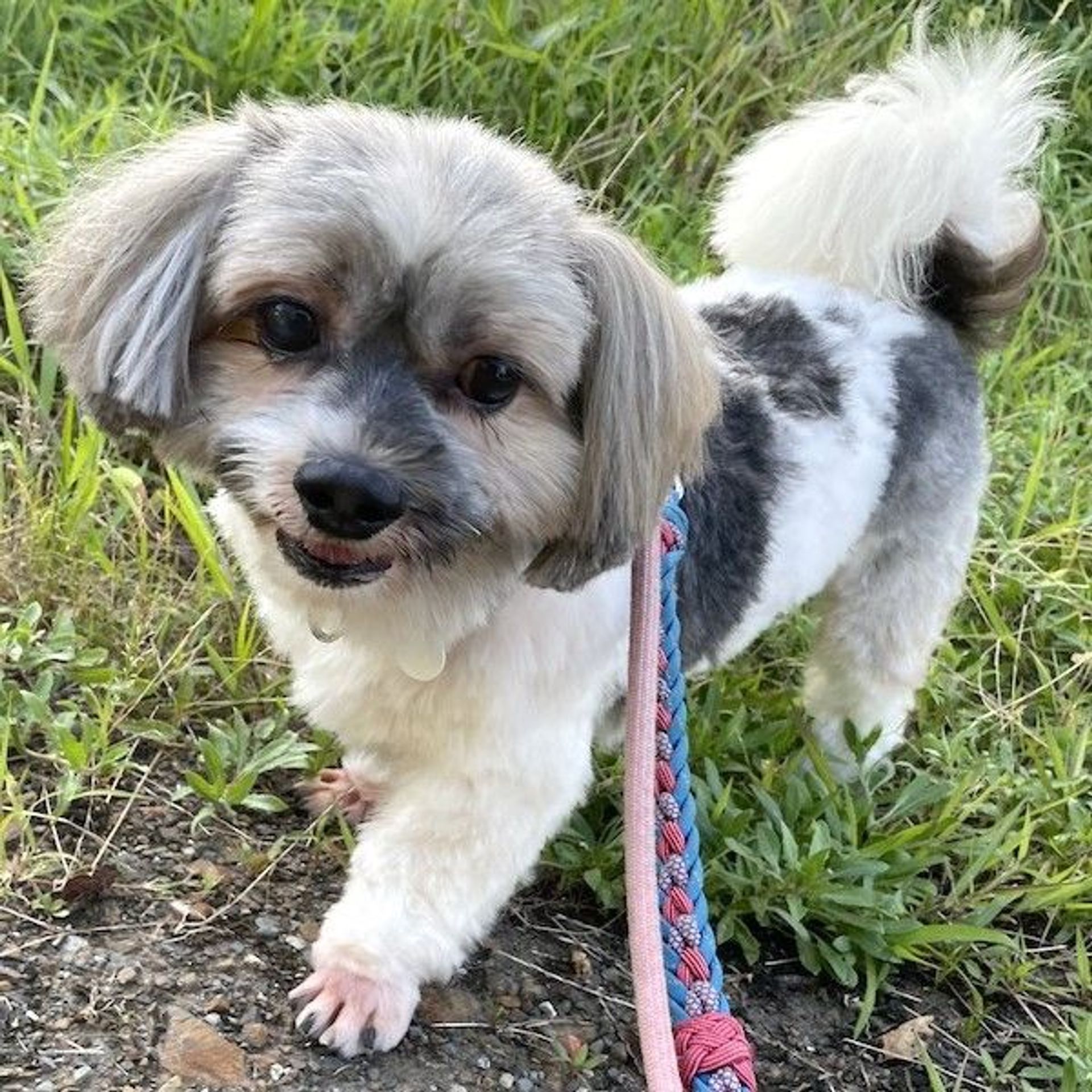 雑種（ミックス犬）・オスの里親募集の写真