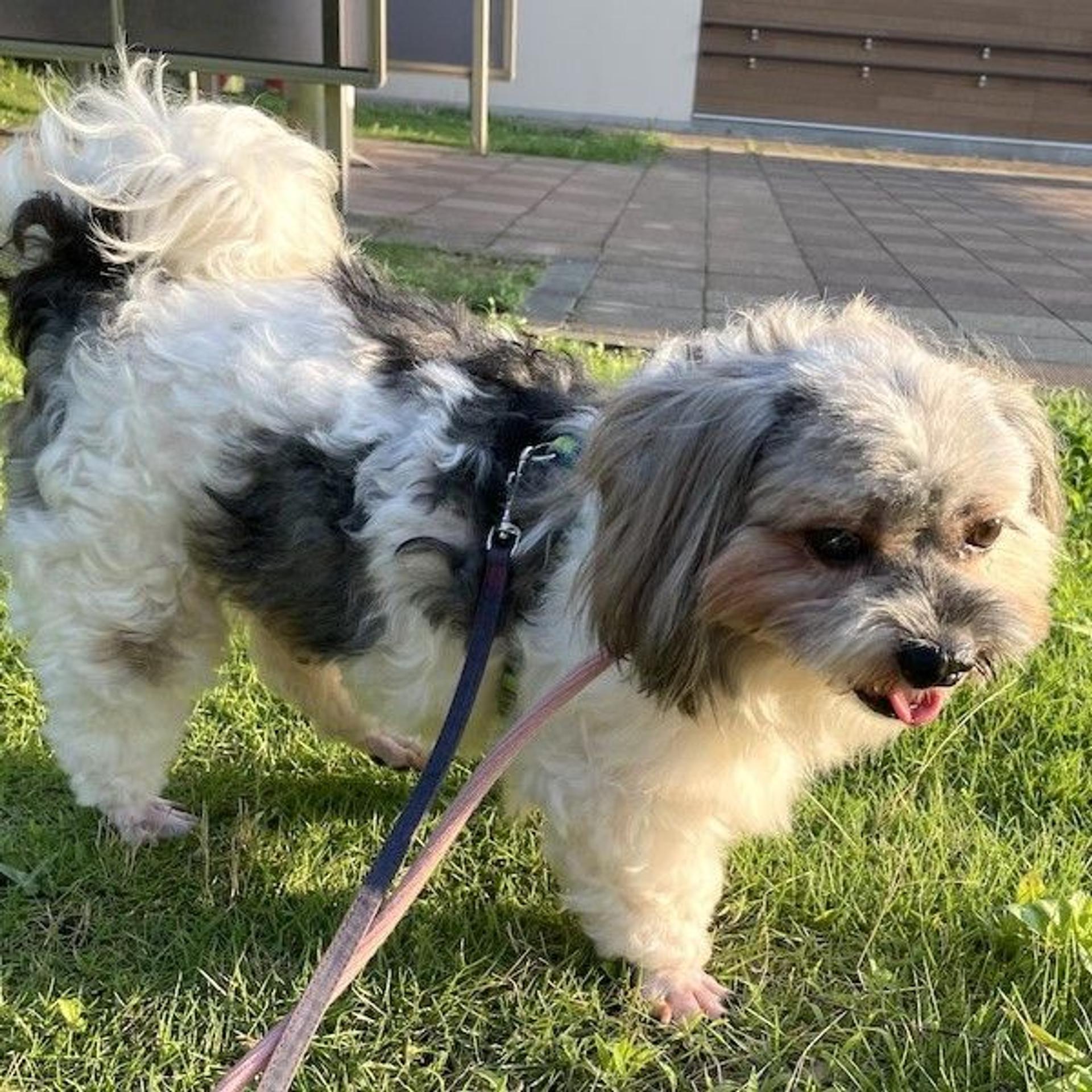 pet-image-3
