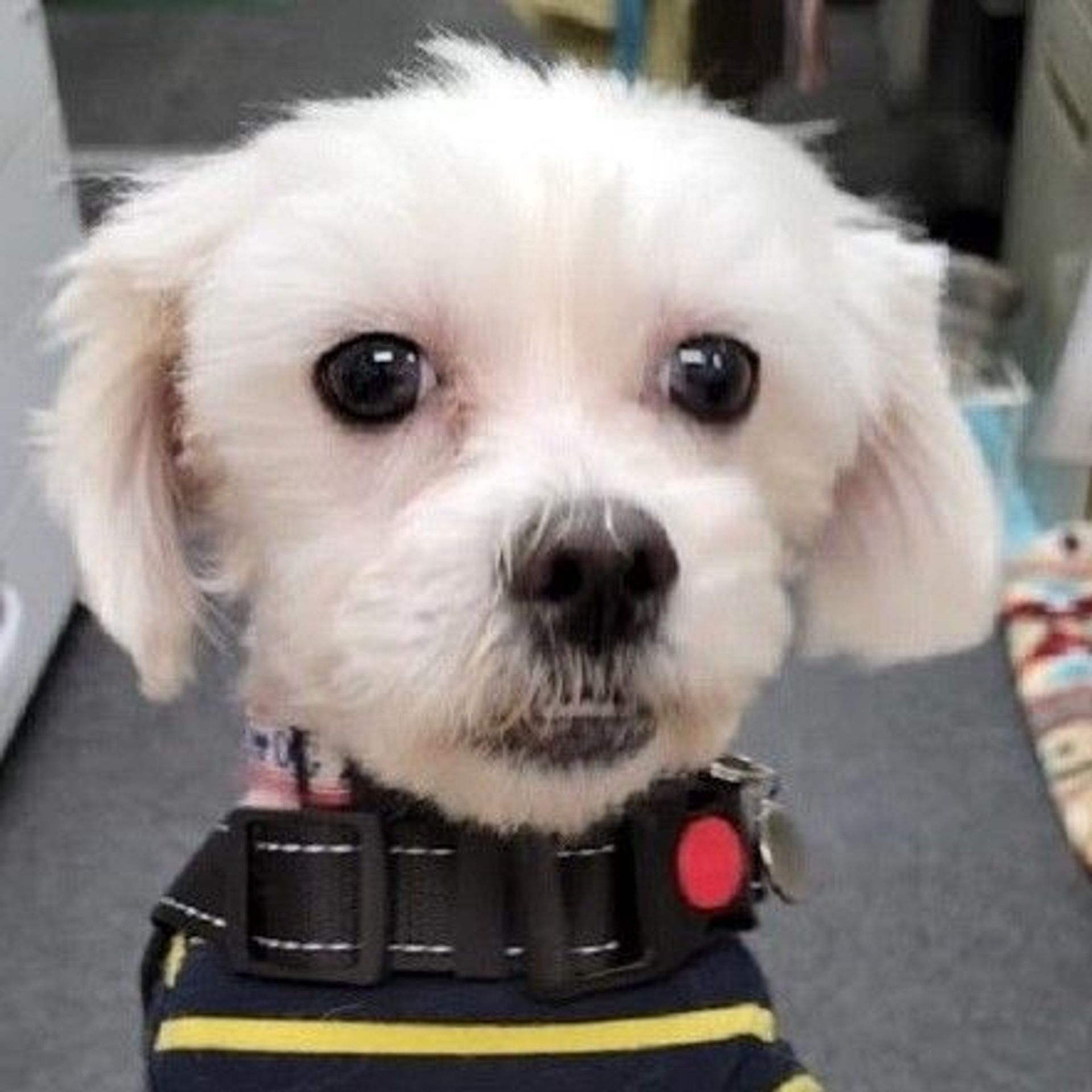 雑種（ミックス犬）・オスの里親募集の写真