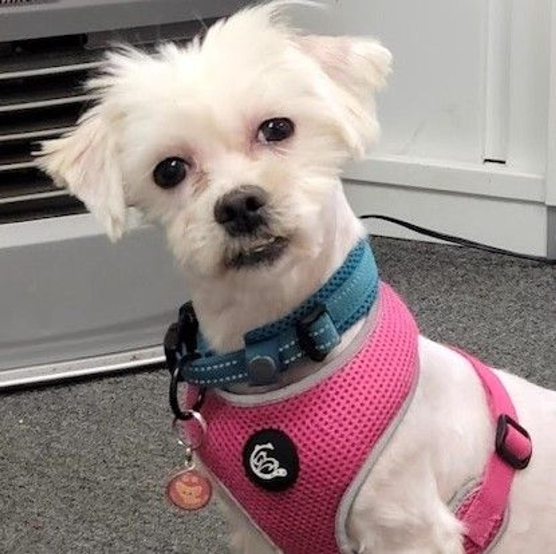 pet-image-2