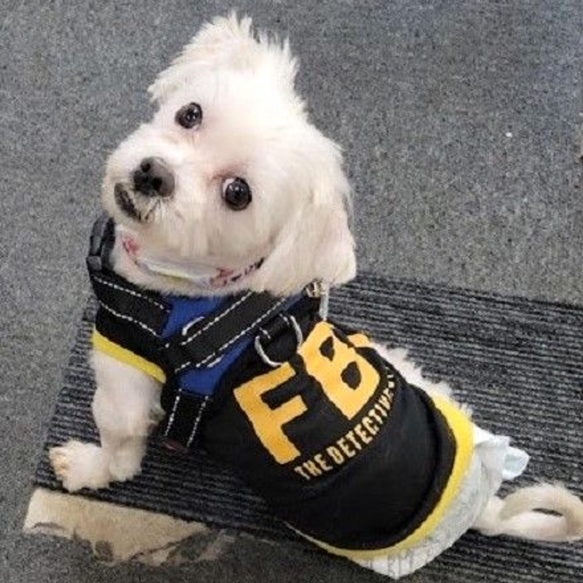 pet-image-3