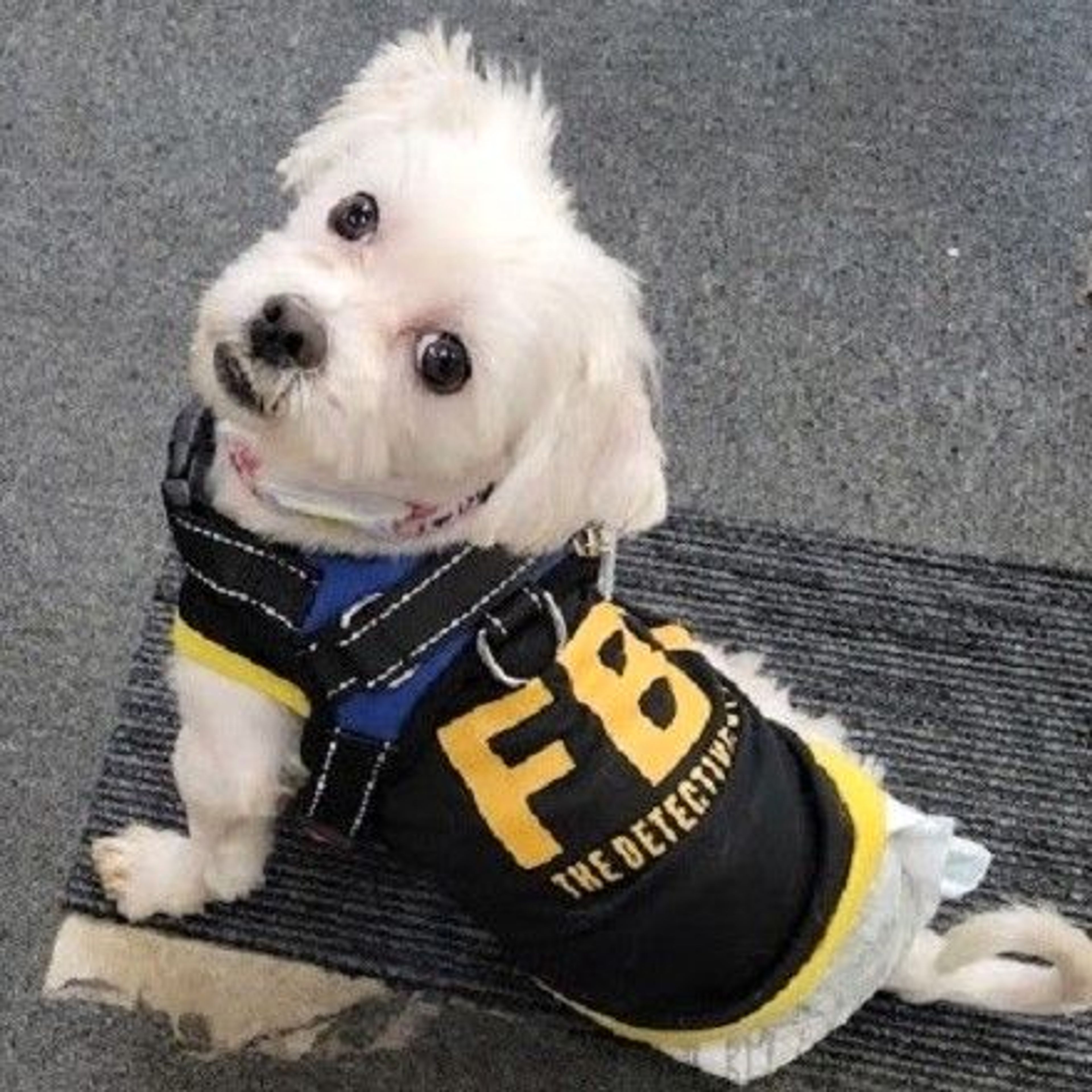 pet-image-3