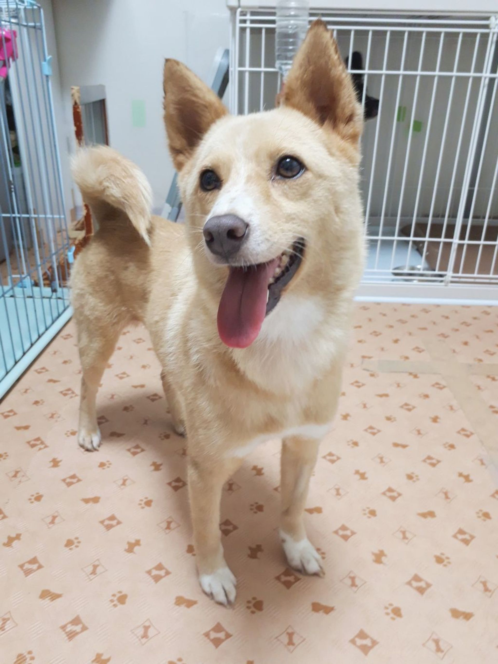 雑種（ミックス犬）・メスの里親募集の写真