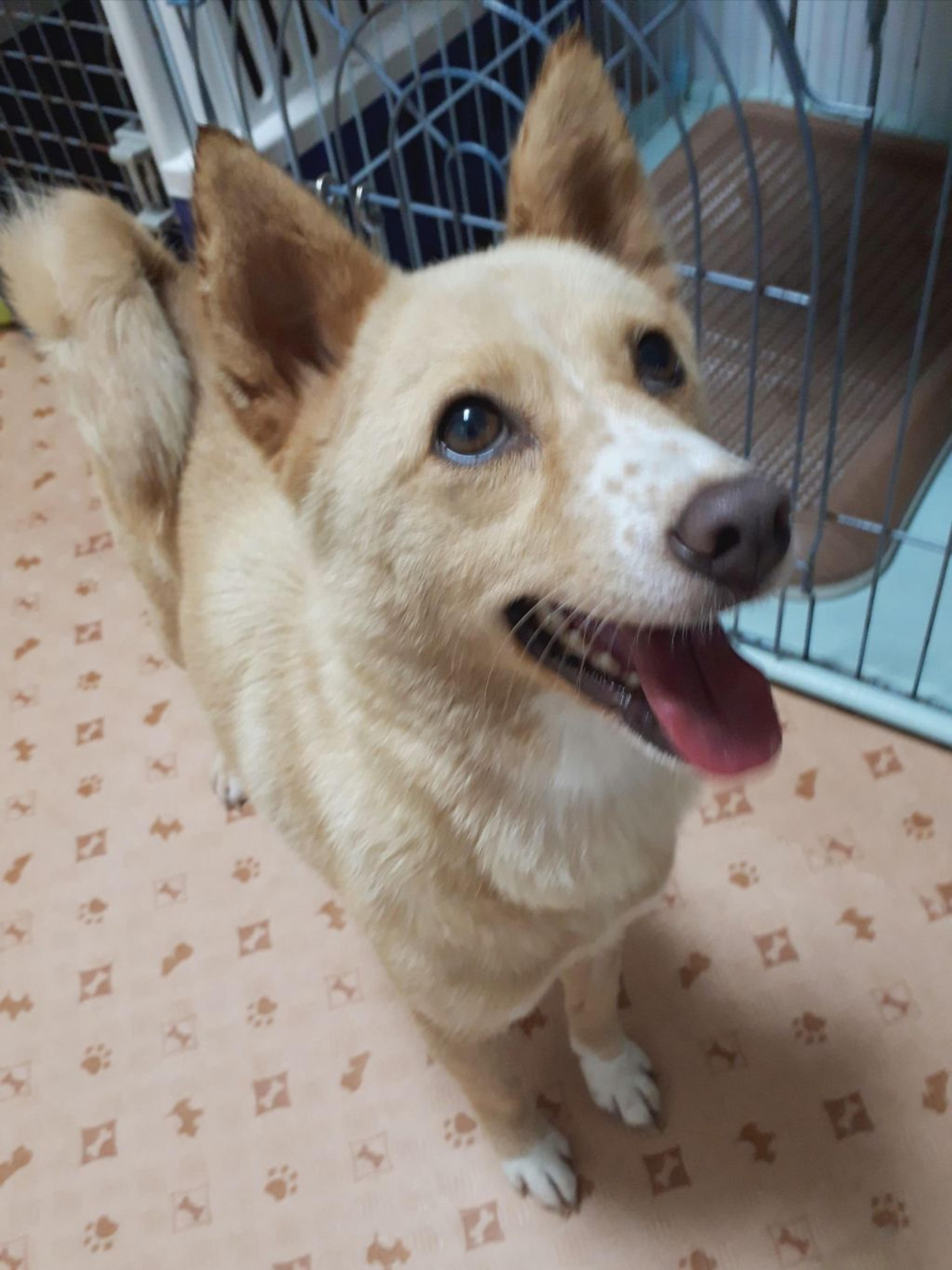 pet-image-2