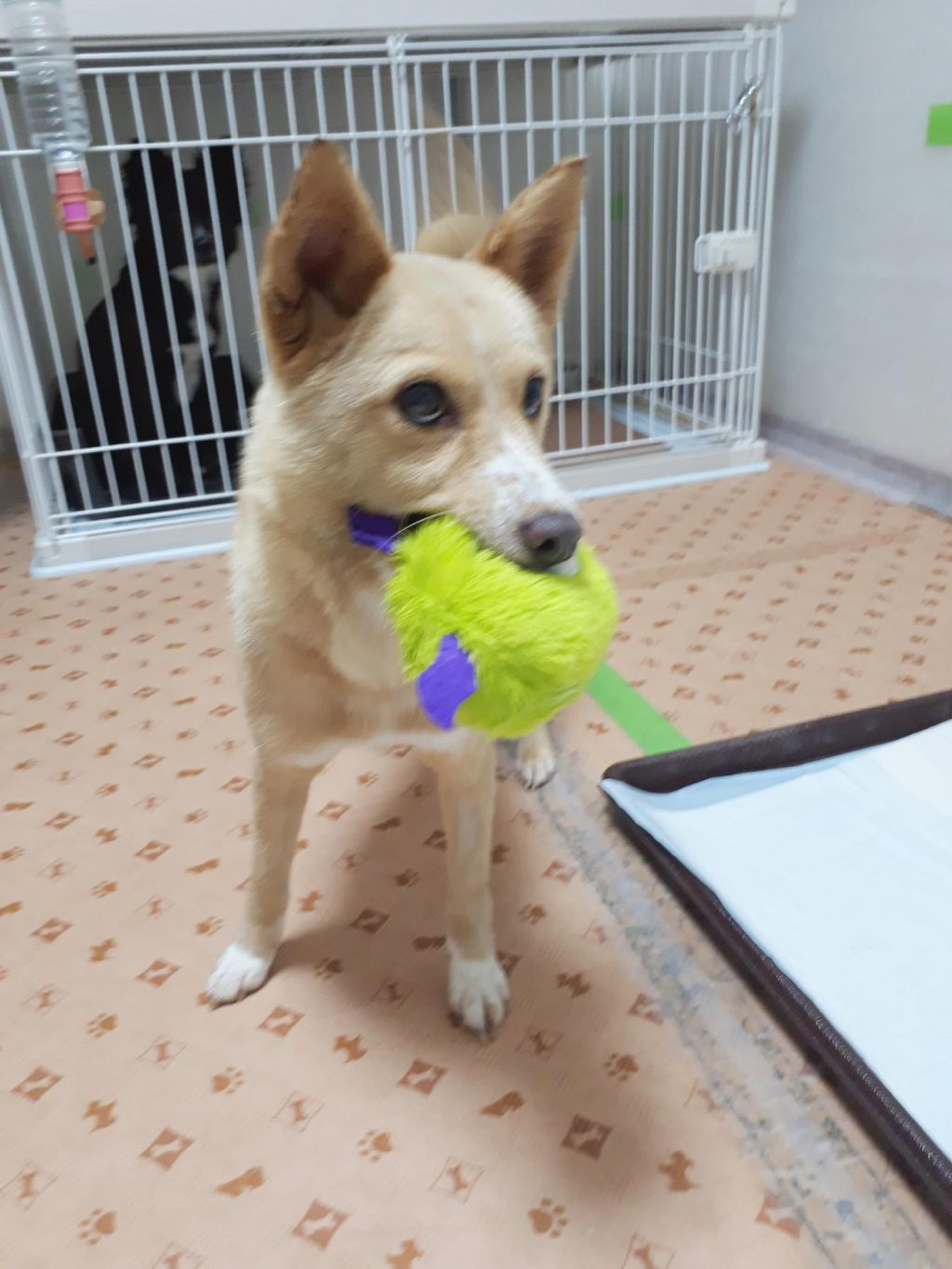pet-image-3
