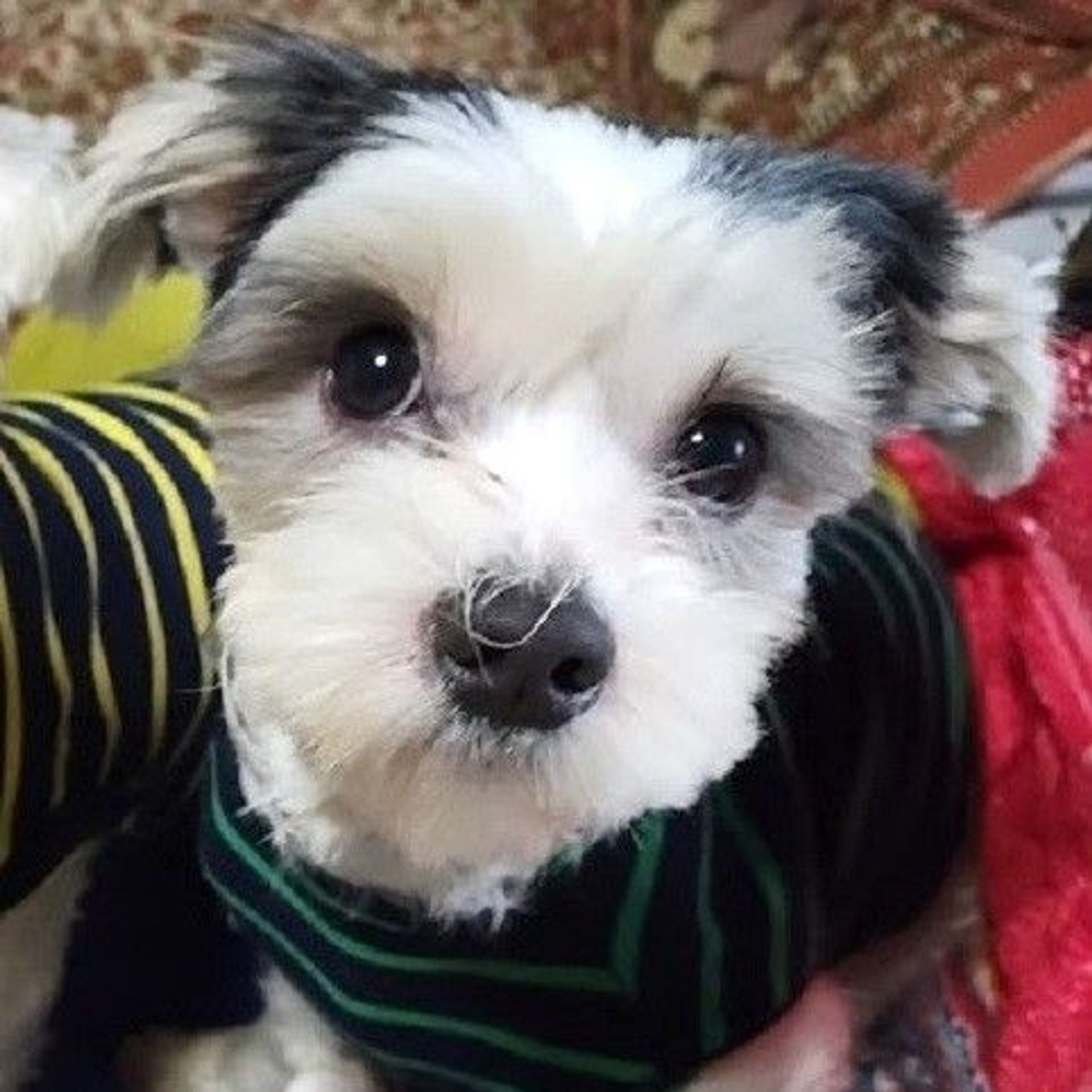 雑種（ミックス犬）・オスの里親募集の写真