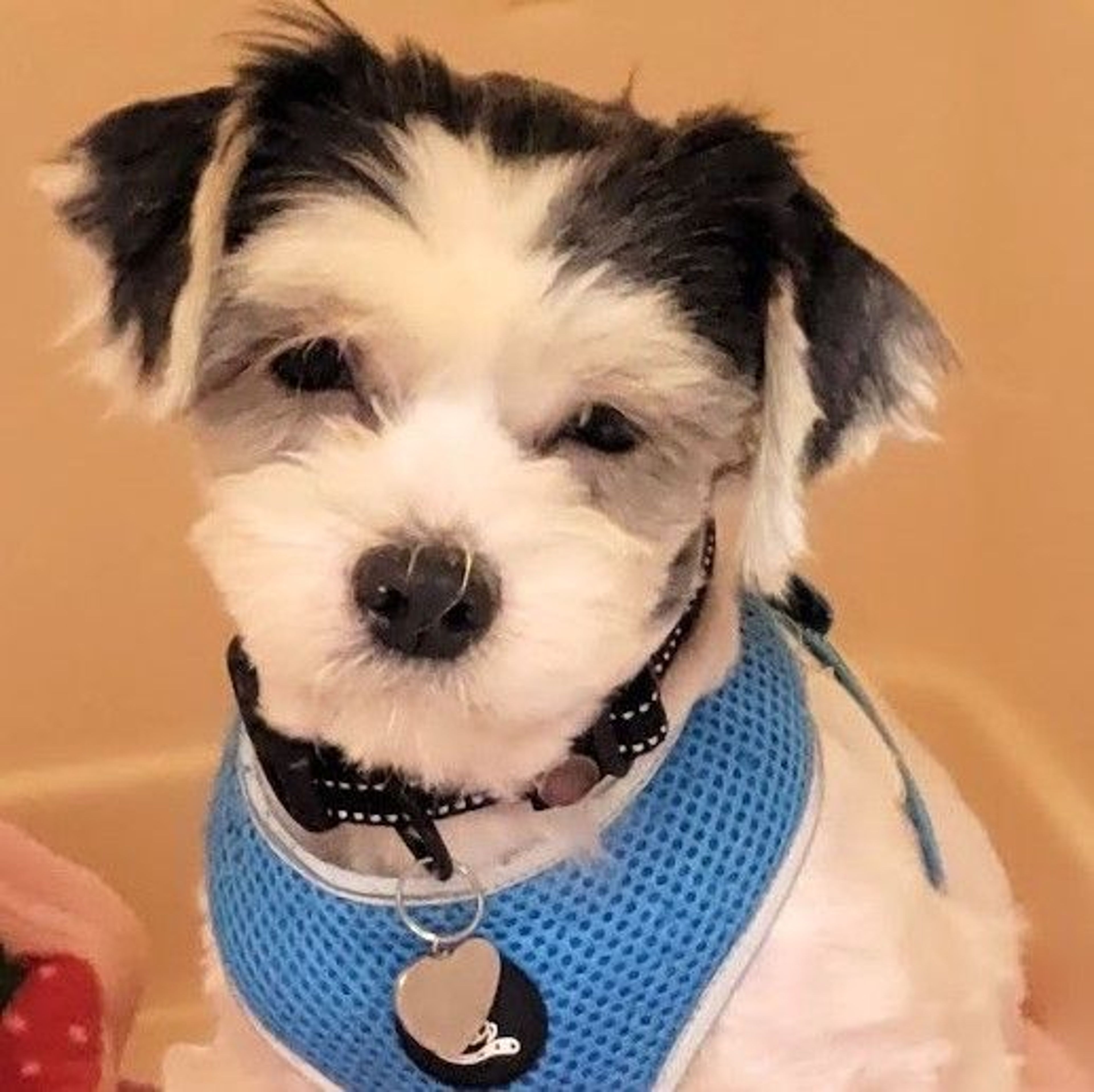 pet-image-2