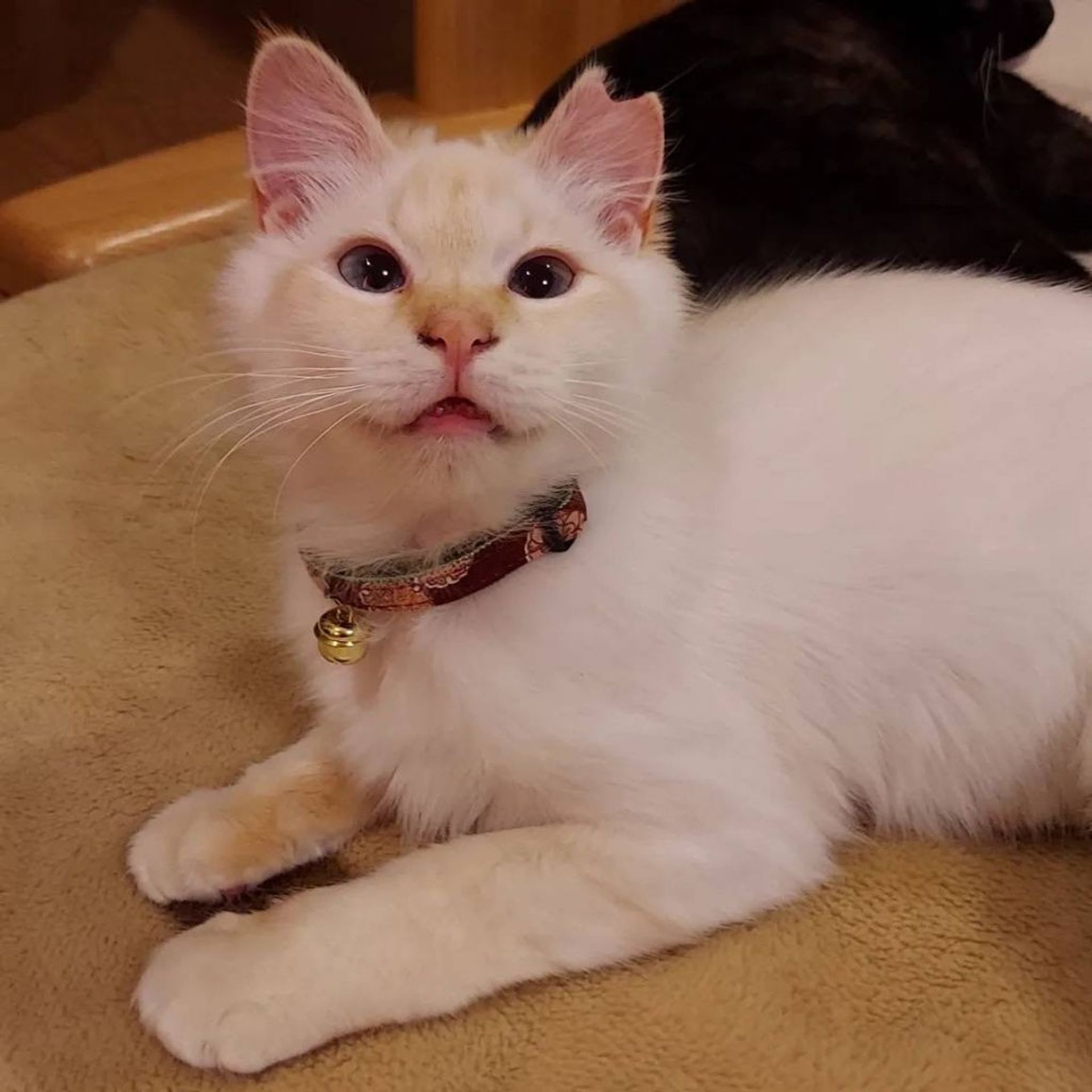 雑種（ミックス猫）・メスの里親募集の写真