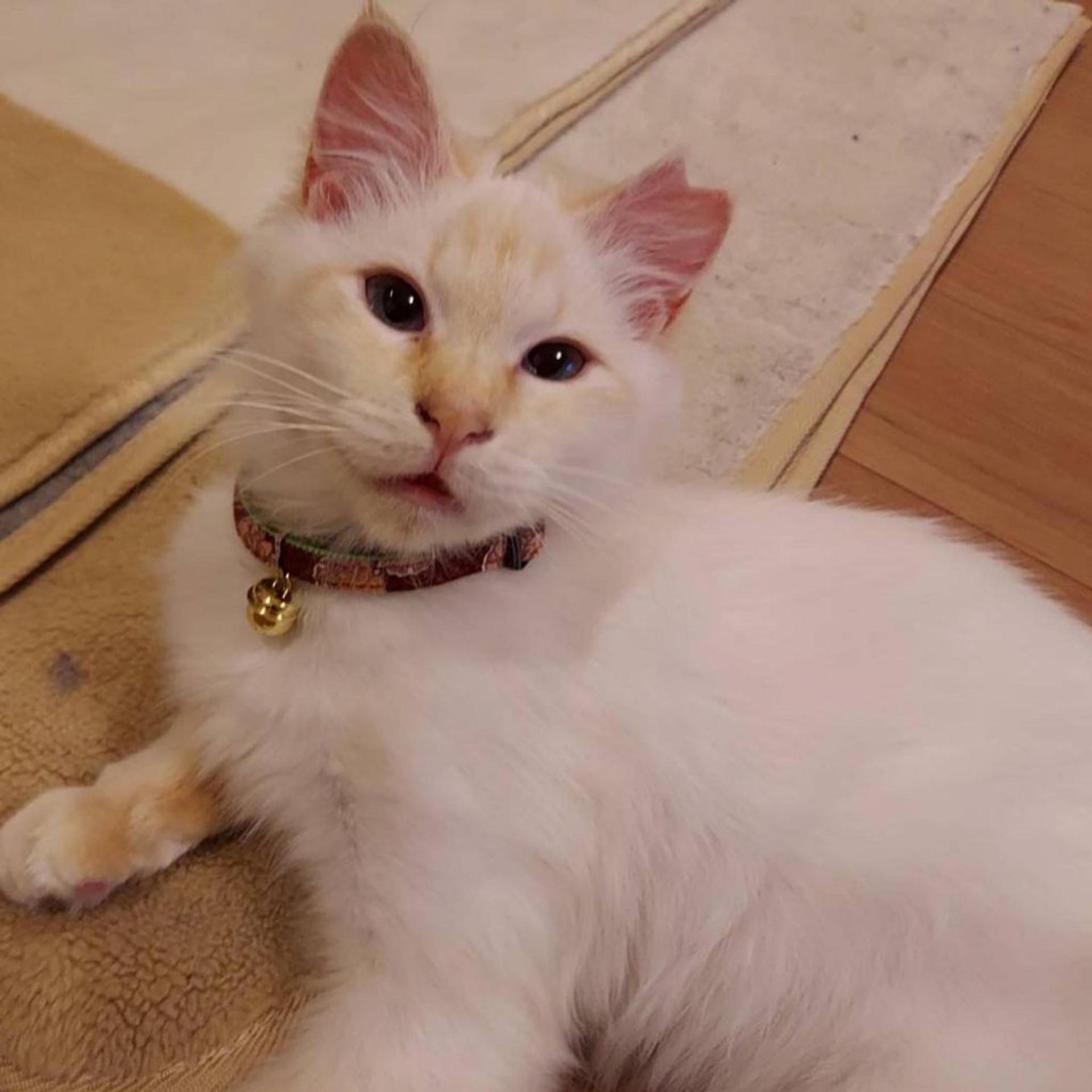 pet-image-2