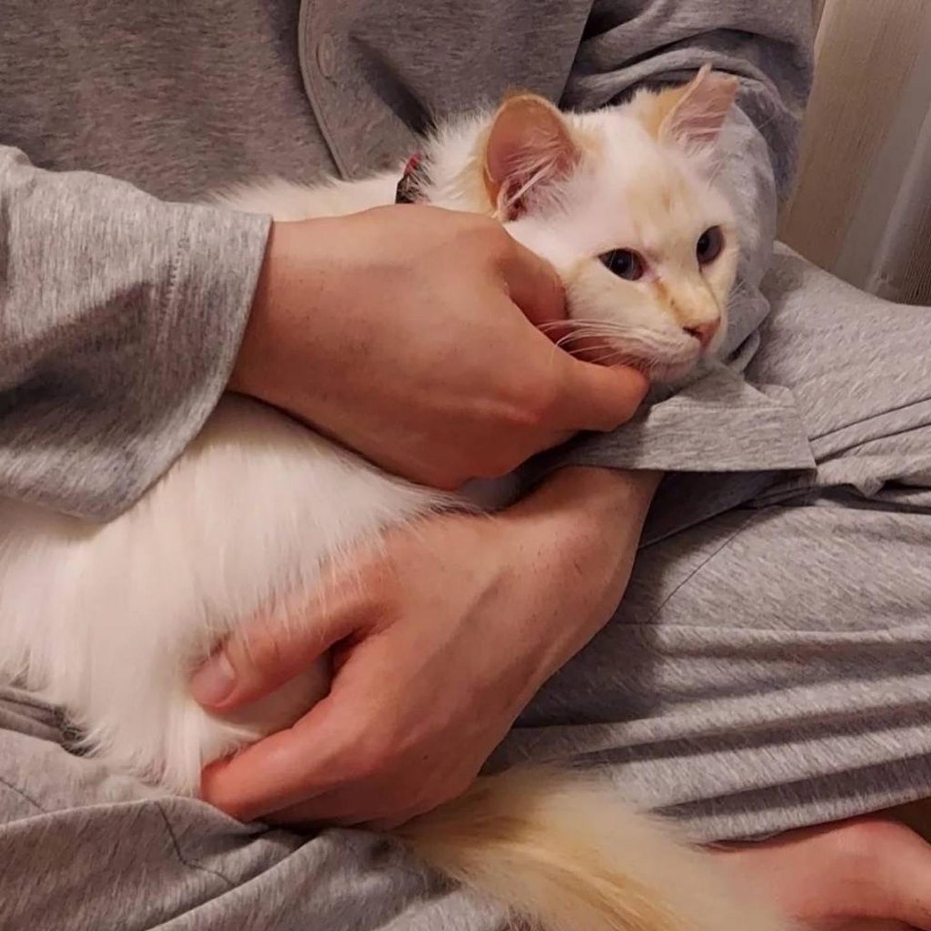 pet-image-3